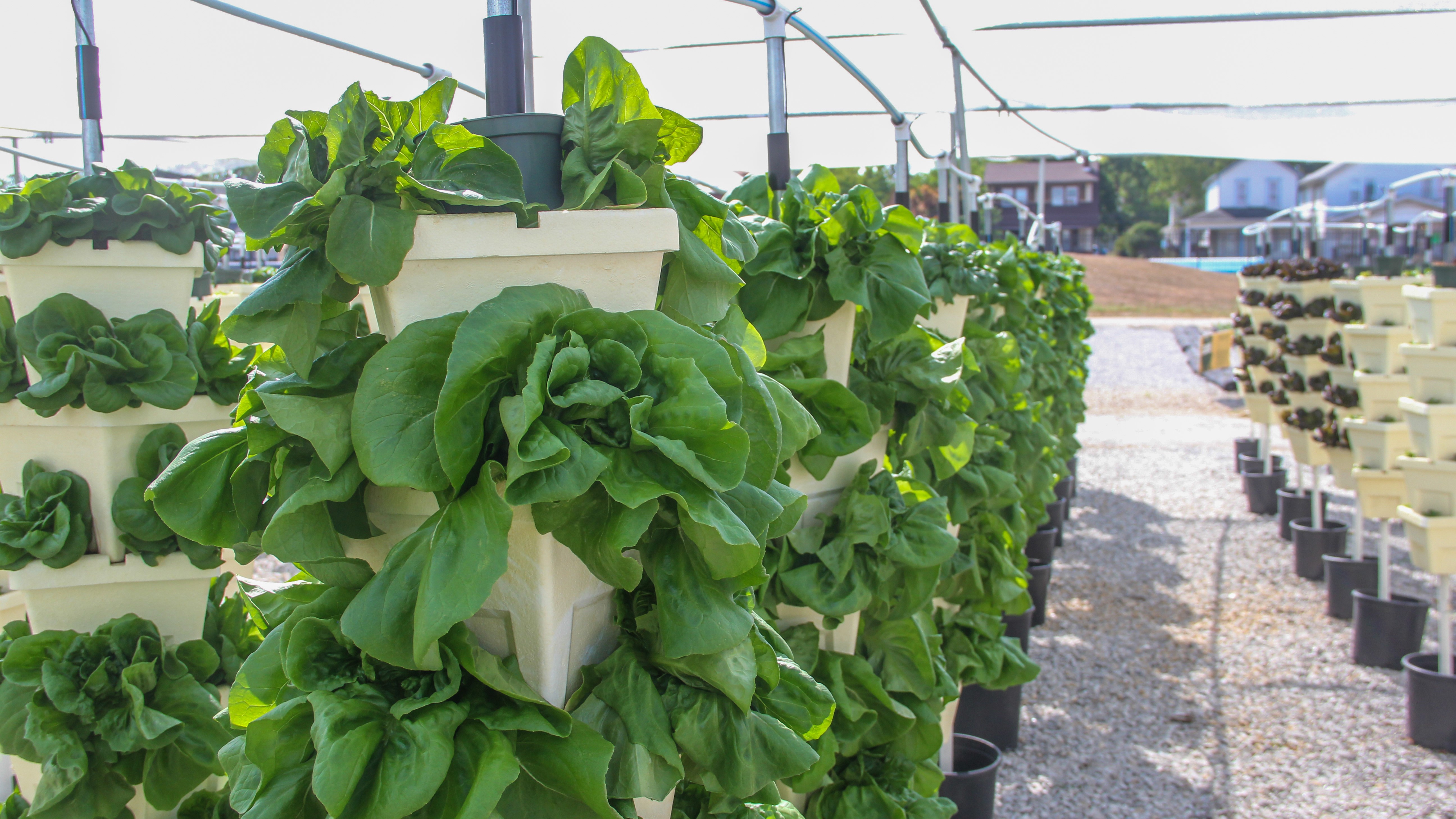 Mid-Ohio Food Collective opens Hilltop farm to help supply