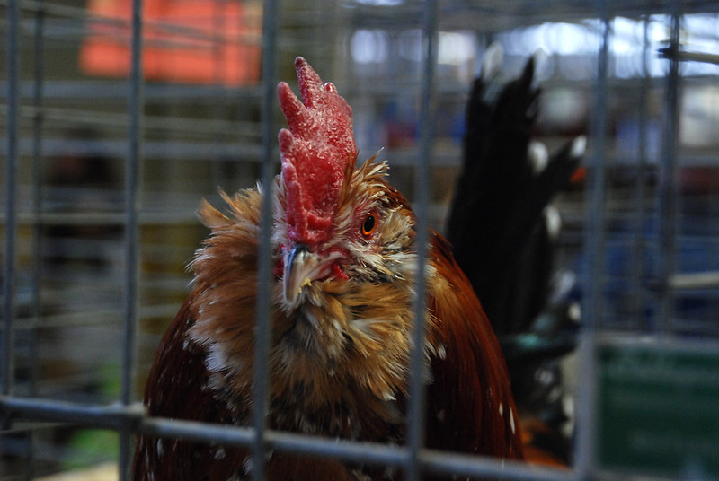 Illinois State Fair cancels live poultry shows over bird flu concerns - Vimarsana News