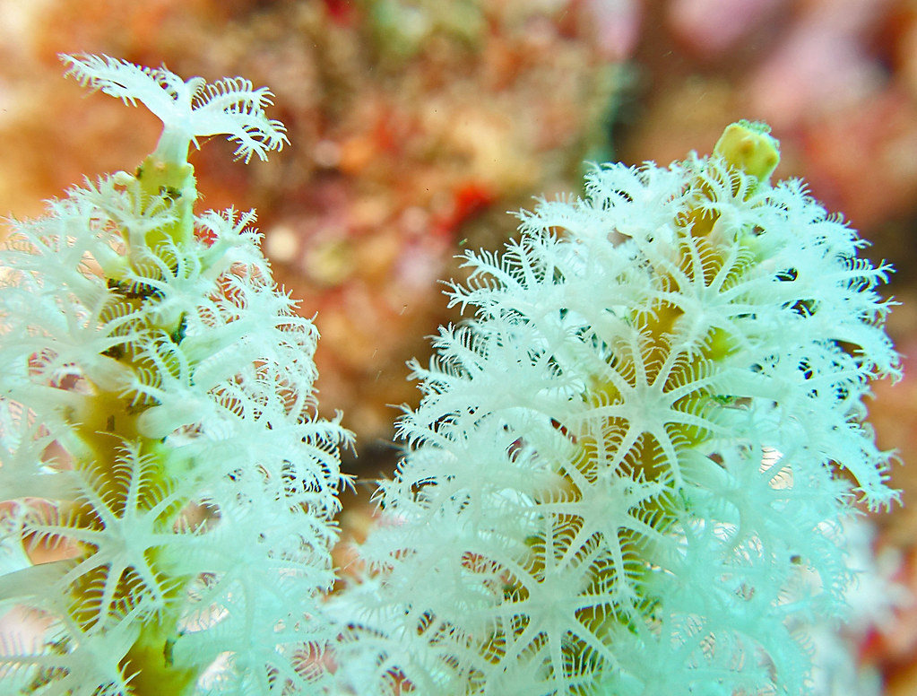 coralcoralページ Invasive corals found in Pearl Harbor pose a threat to the natural
