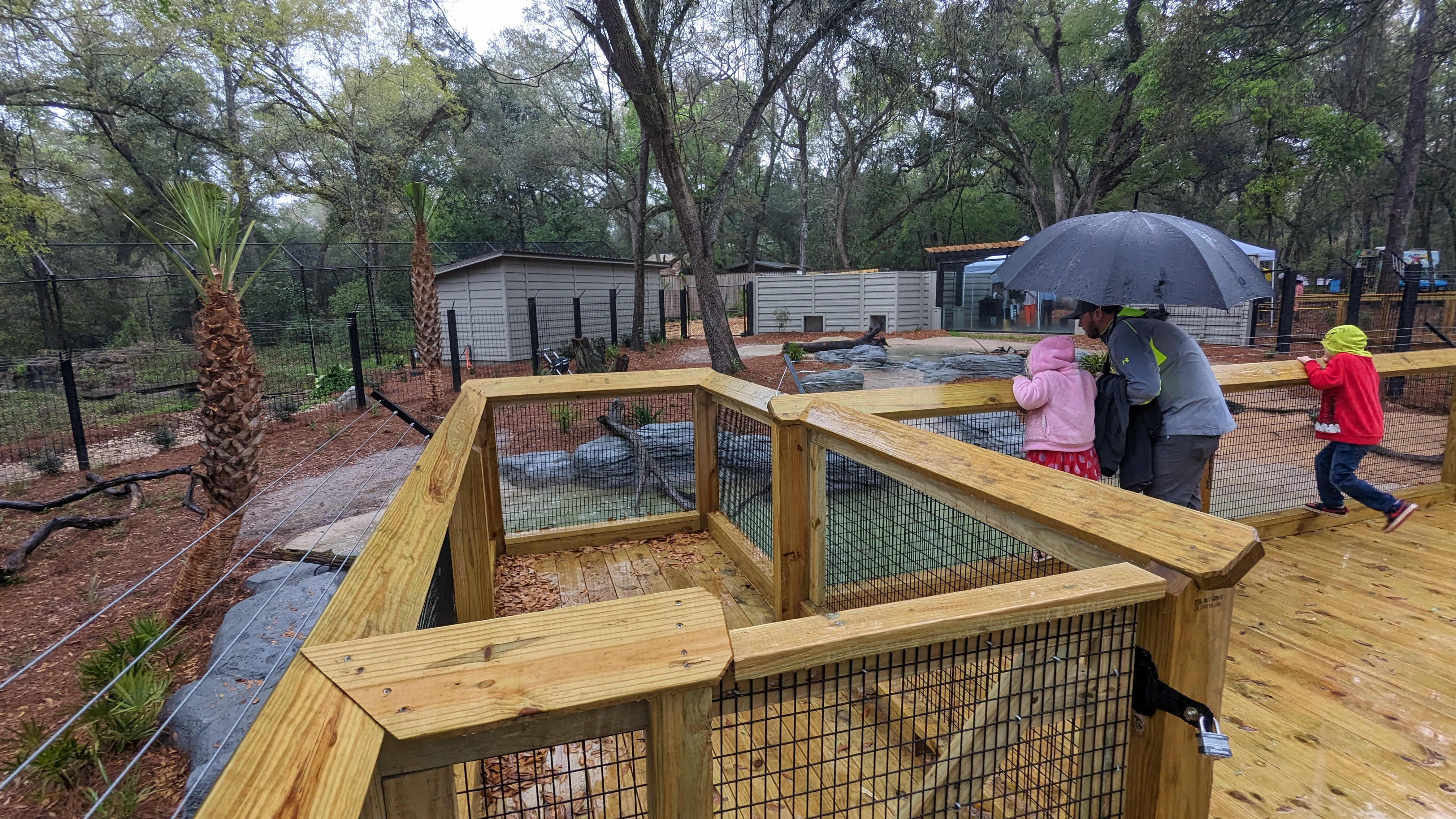 The Tallahassee Museum opens a big, new alligator habitat | WFSU News
