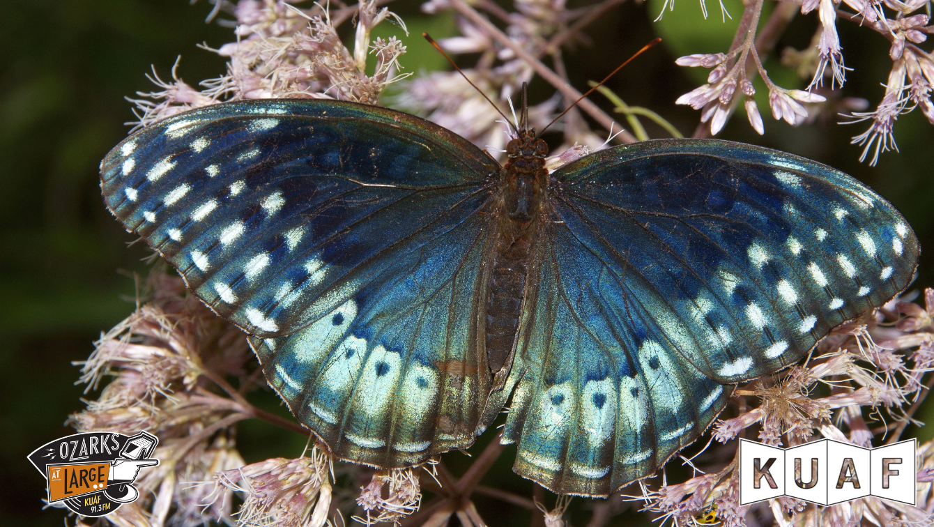 A passion for pollinators: How the Diana Project aims to save the