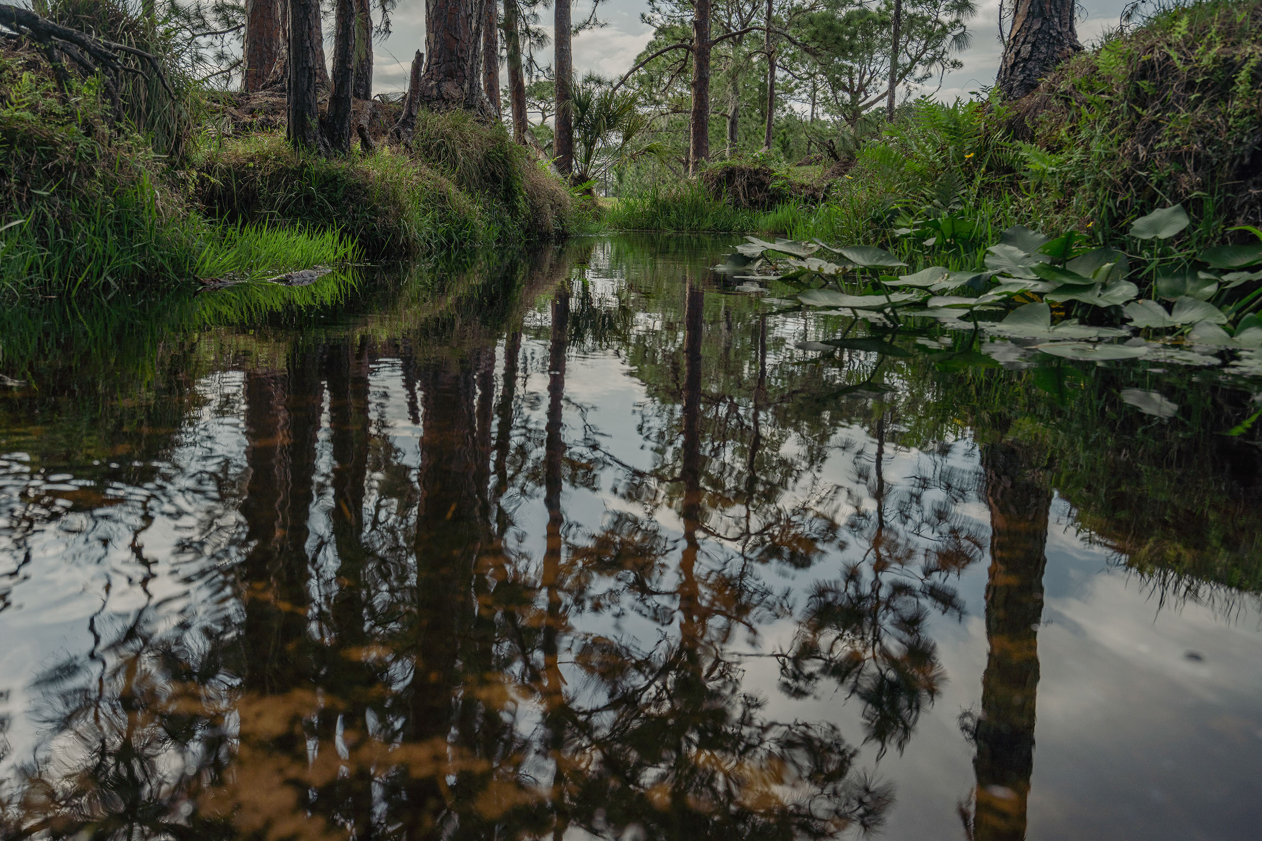 New land deals is a step closer toward realizing Florida's envisioned wildlife corridor - Vimarsana News