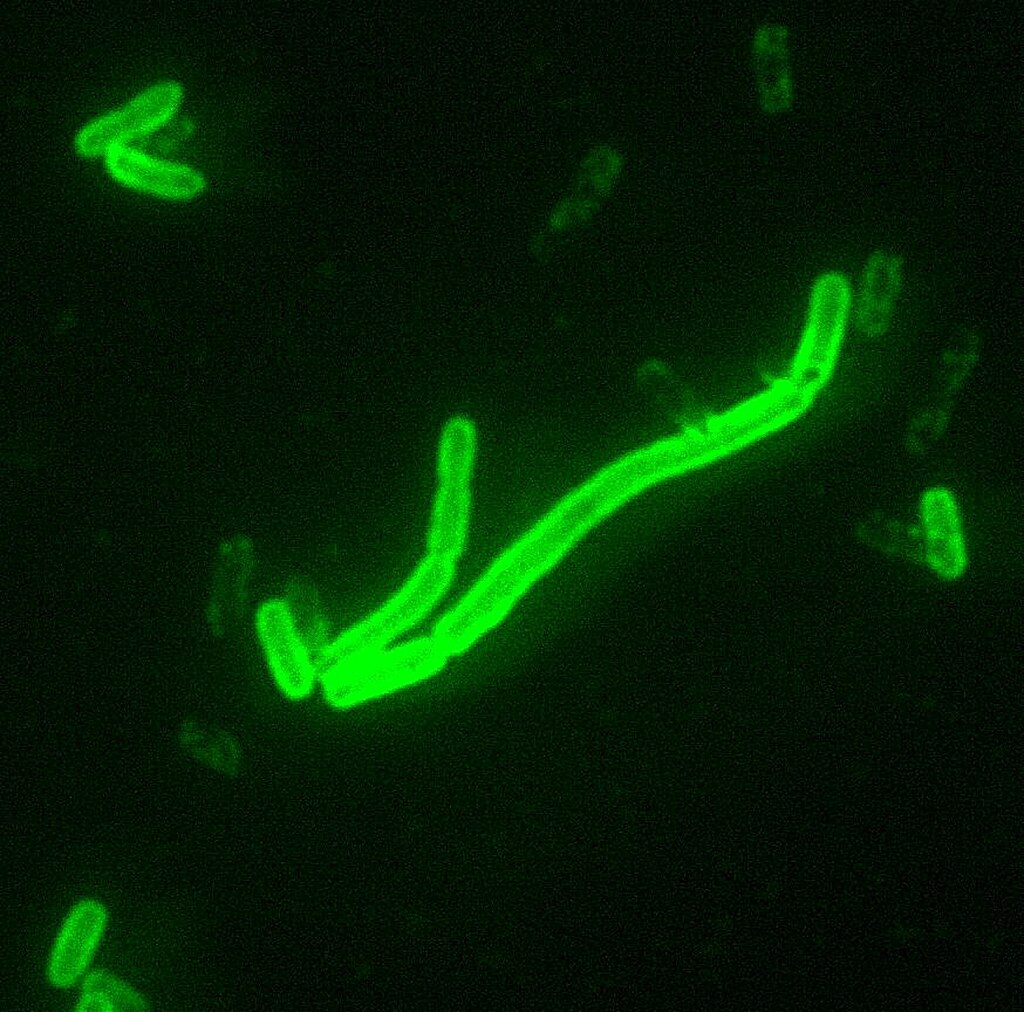 NAU scientist discusses rare human case of plague in Coconino County