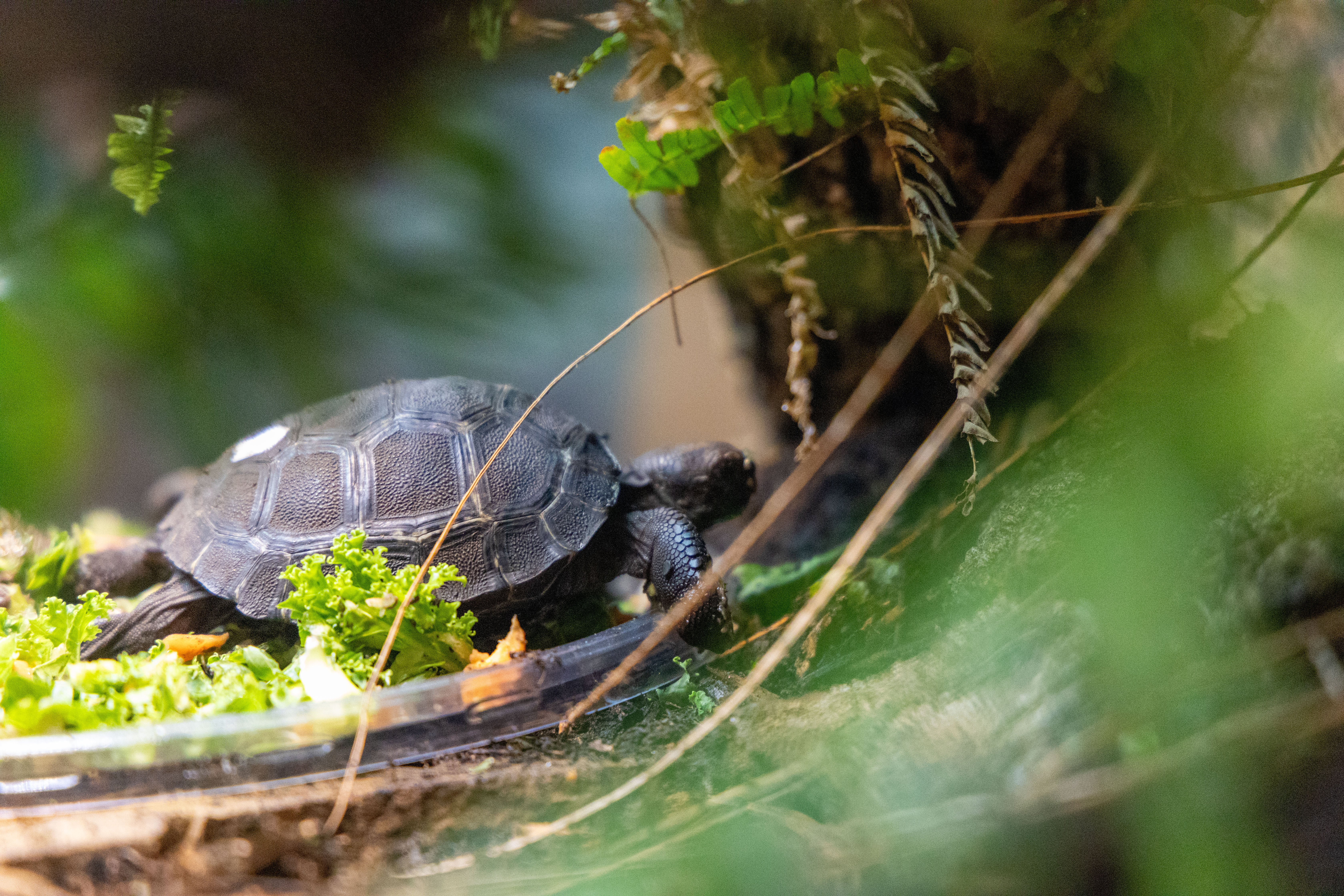 240718-galapagostiurtles81.jpg