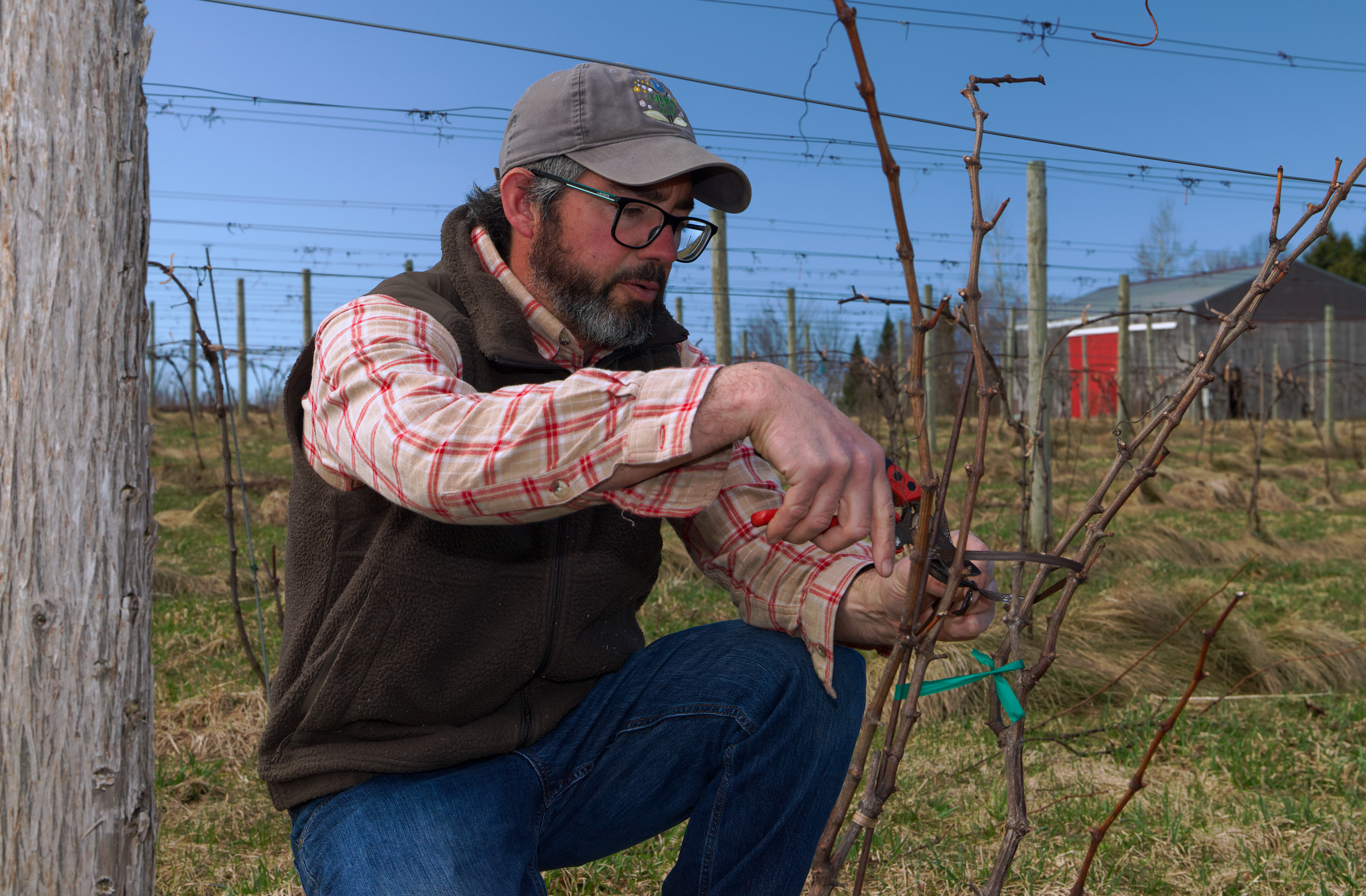 Northern Michigans wine growing region adapts to a changing climate