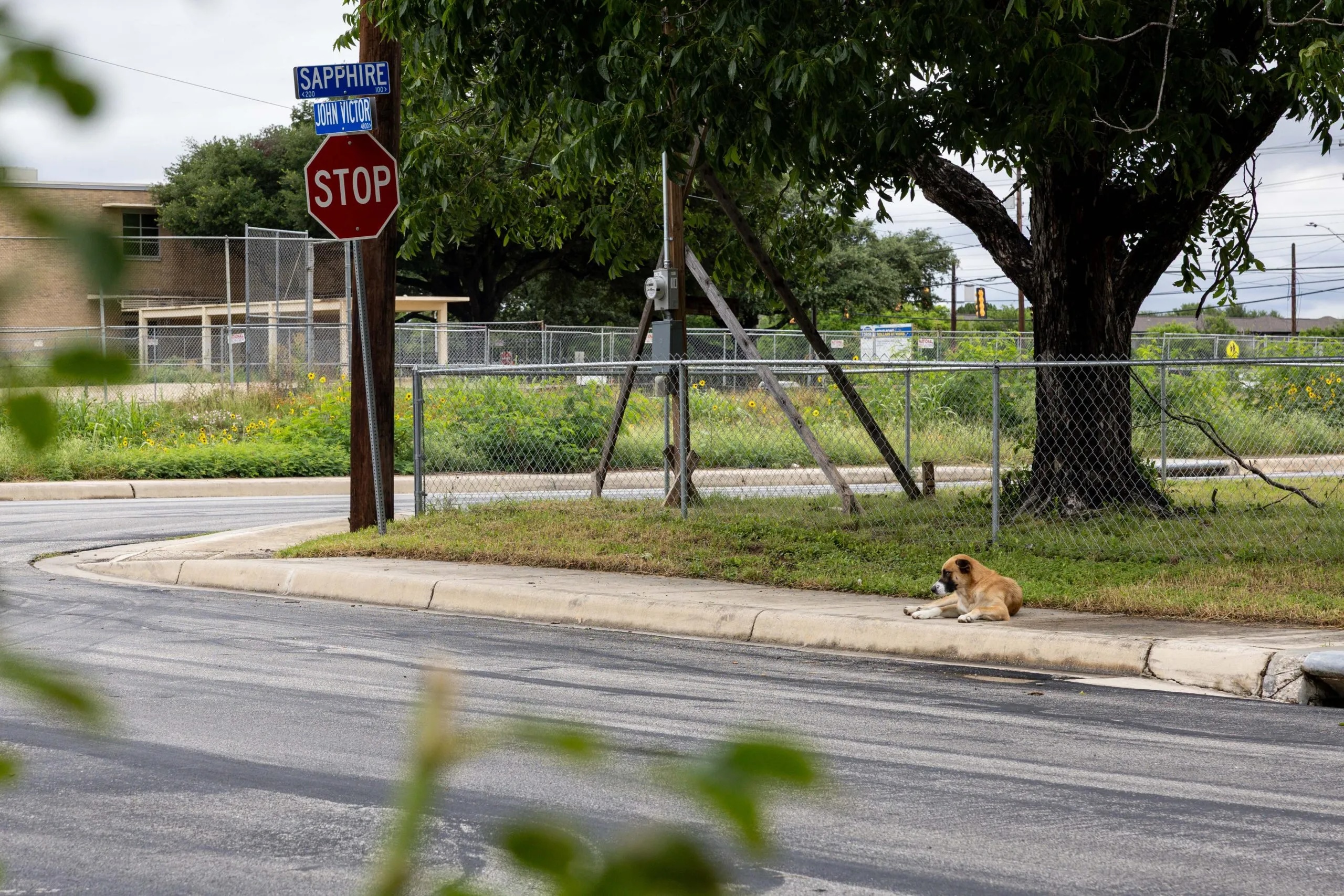 Rabies outbreak in Bexar County spreads to pet dog