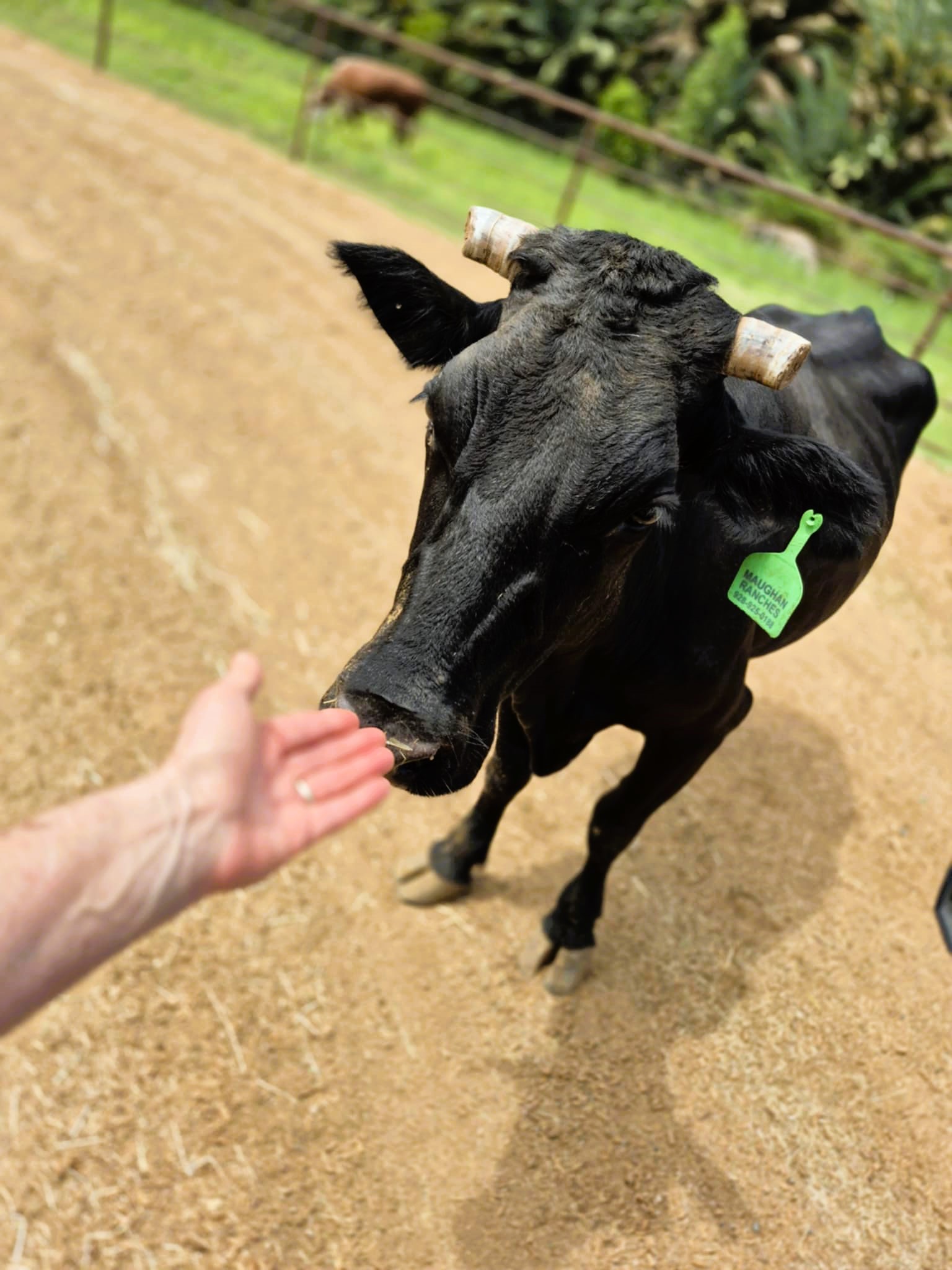 A cow ran away from an Arizona slaughterhouse. Then $2,500 in