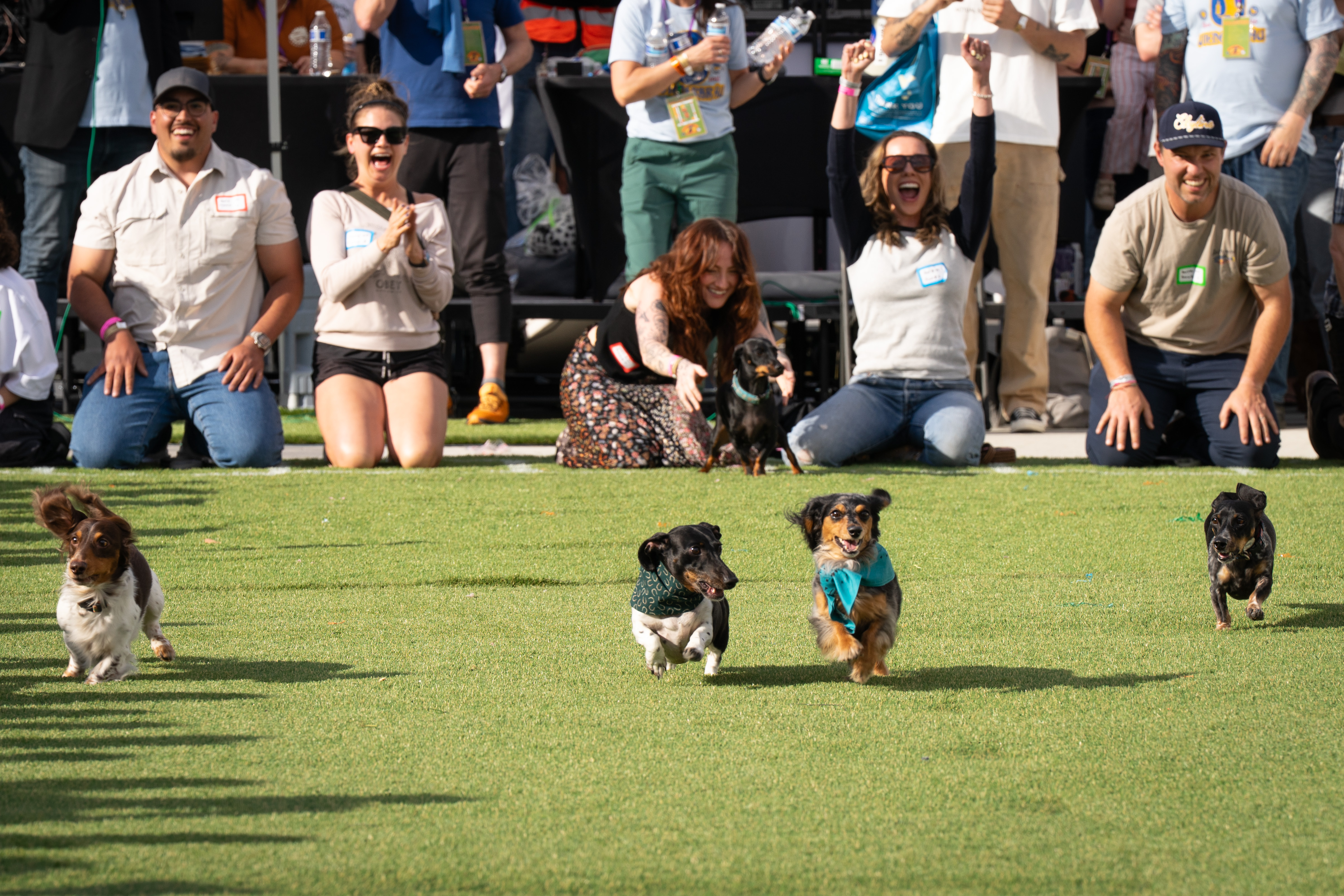 Wiener Dog Derby