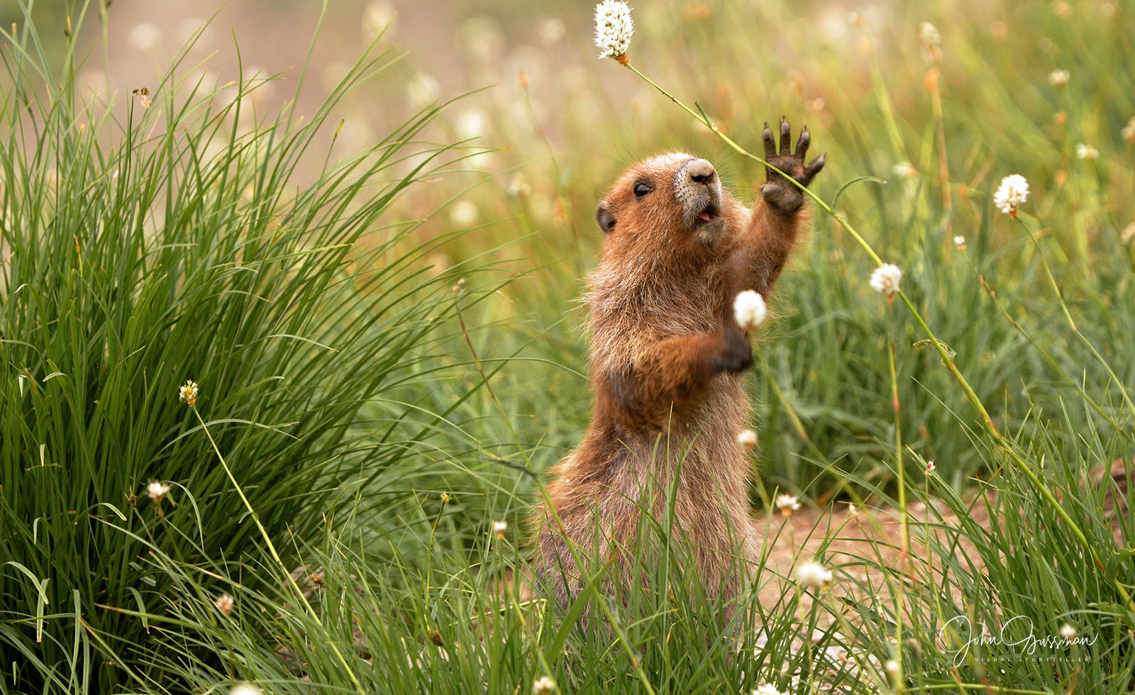 Olympic marmots could get federal endangered species protections