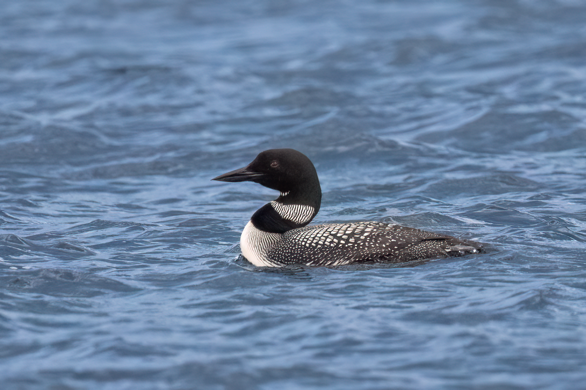 Rick Ganley learns about loons on a Squam Lake biology cruise