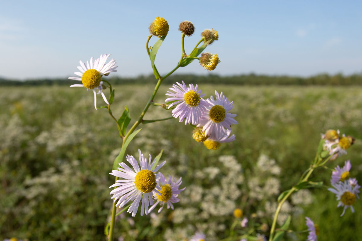 This rare flower grows almost exclusively in the Illinois River Valley - Vimarsana News