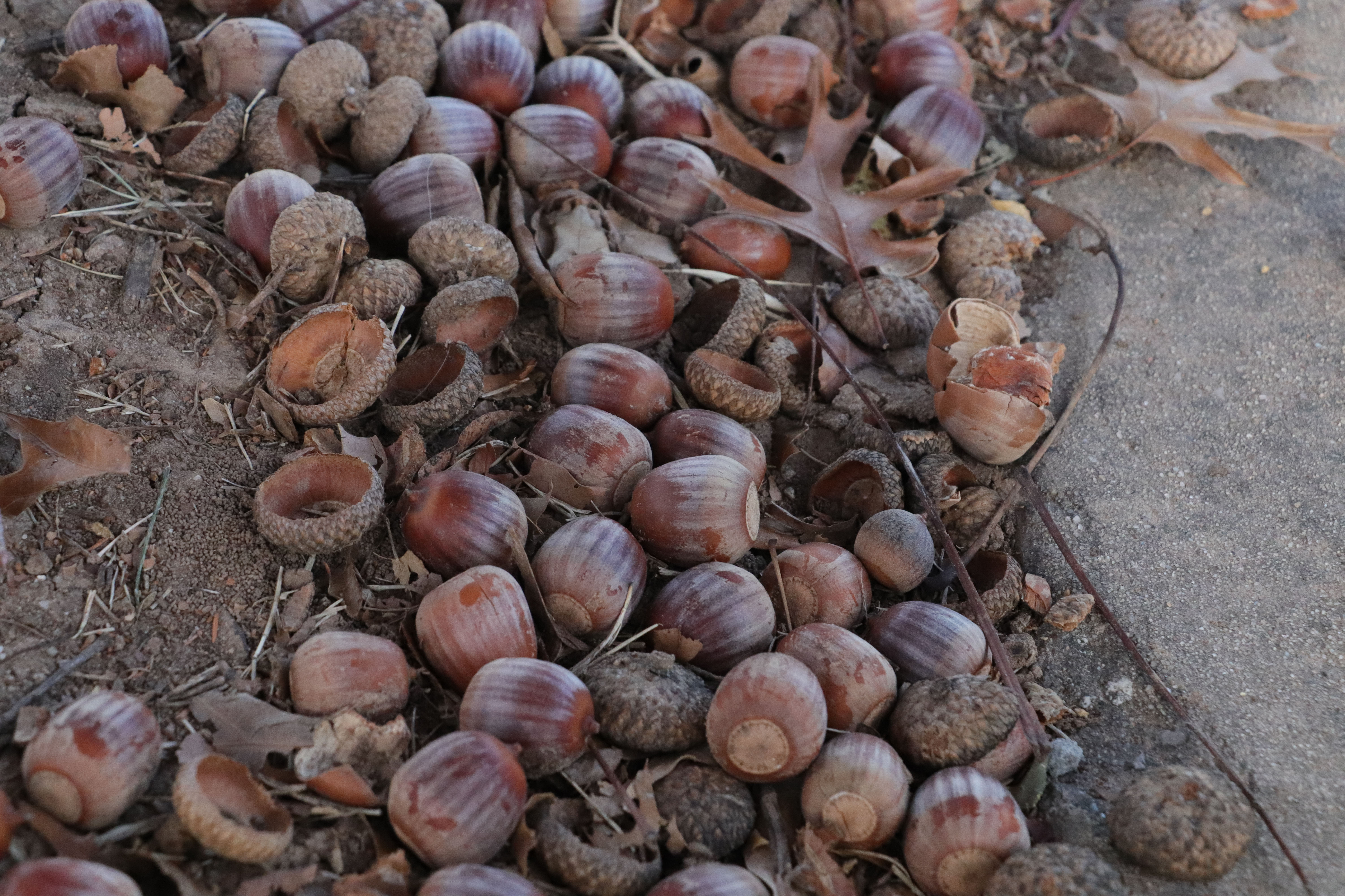 acorn様分です acorns-1.jpg