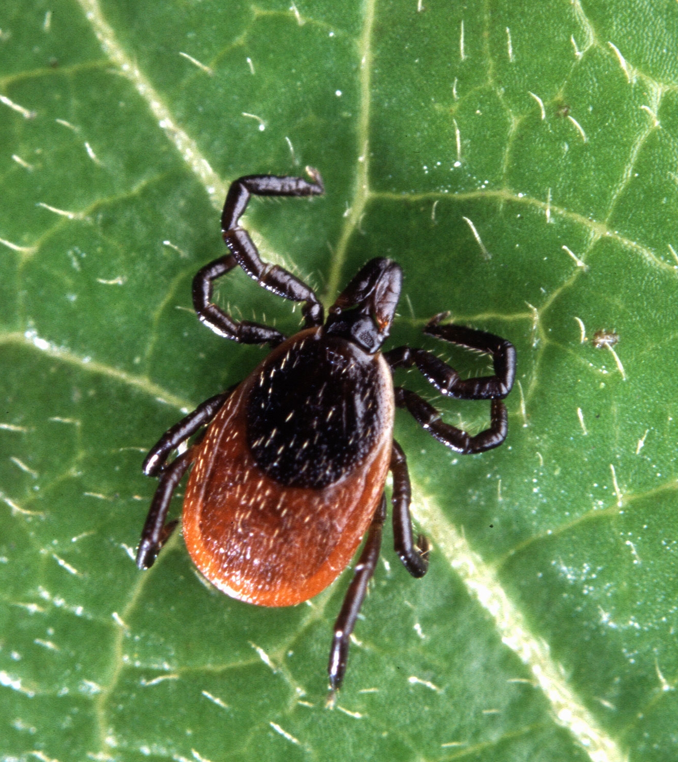 Surveyors are on the lookout for new tick species in Montana