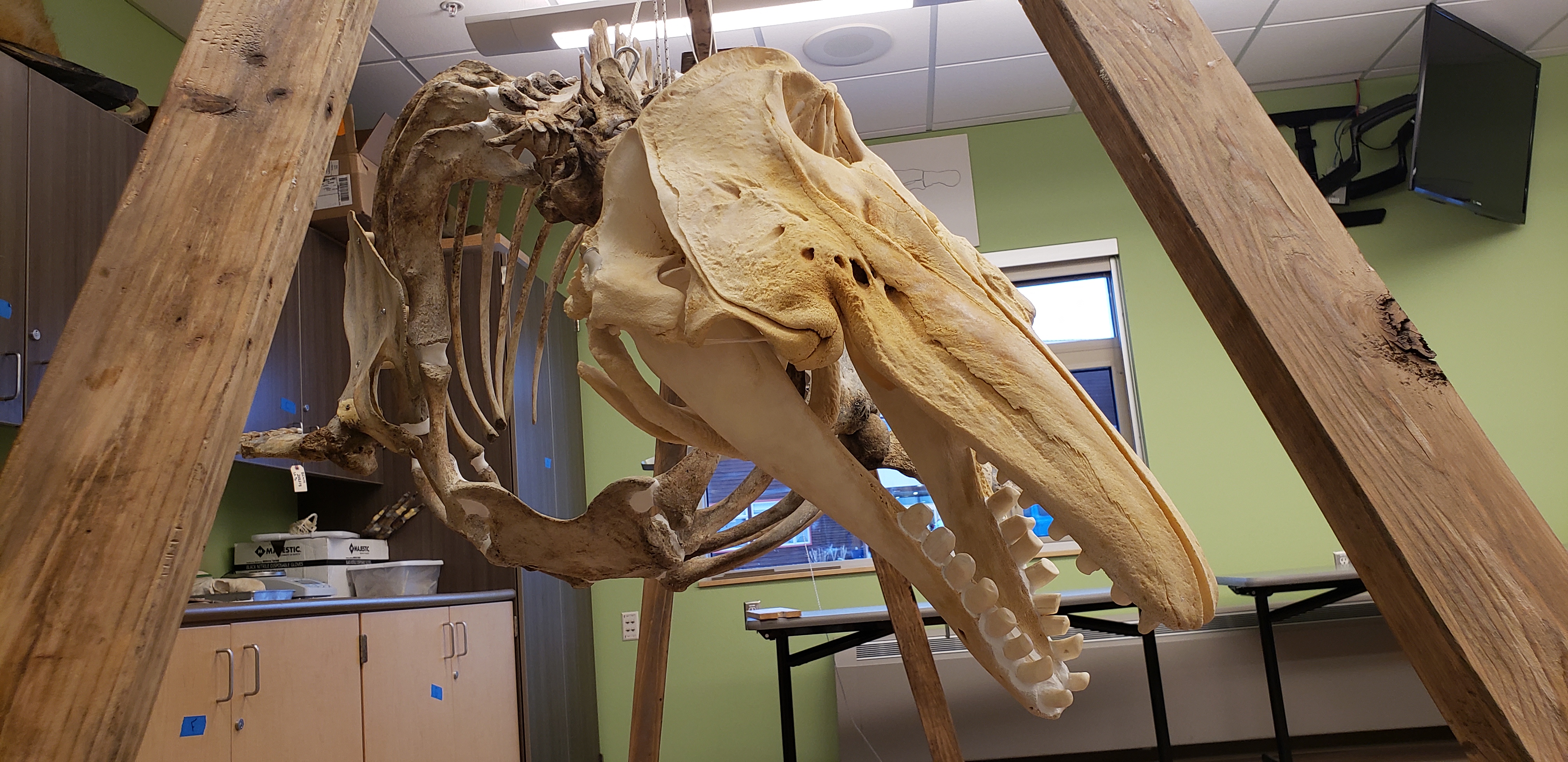 Beluga Whale Skeleton
