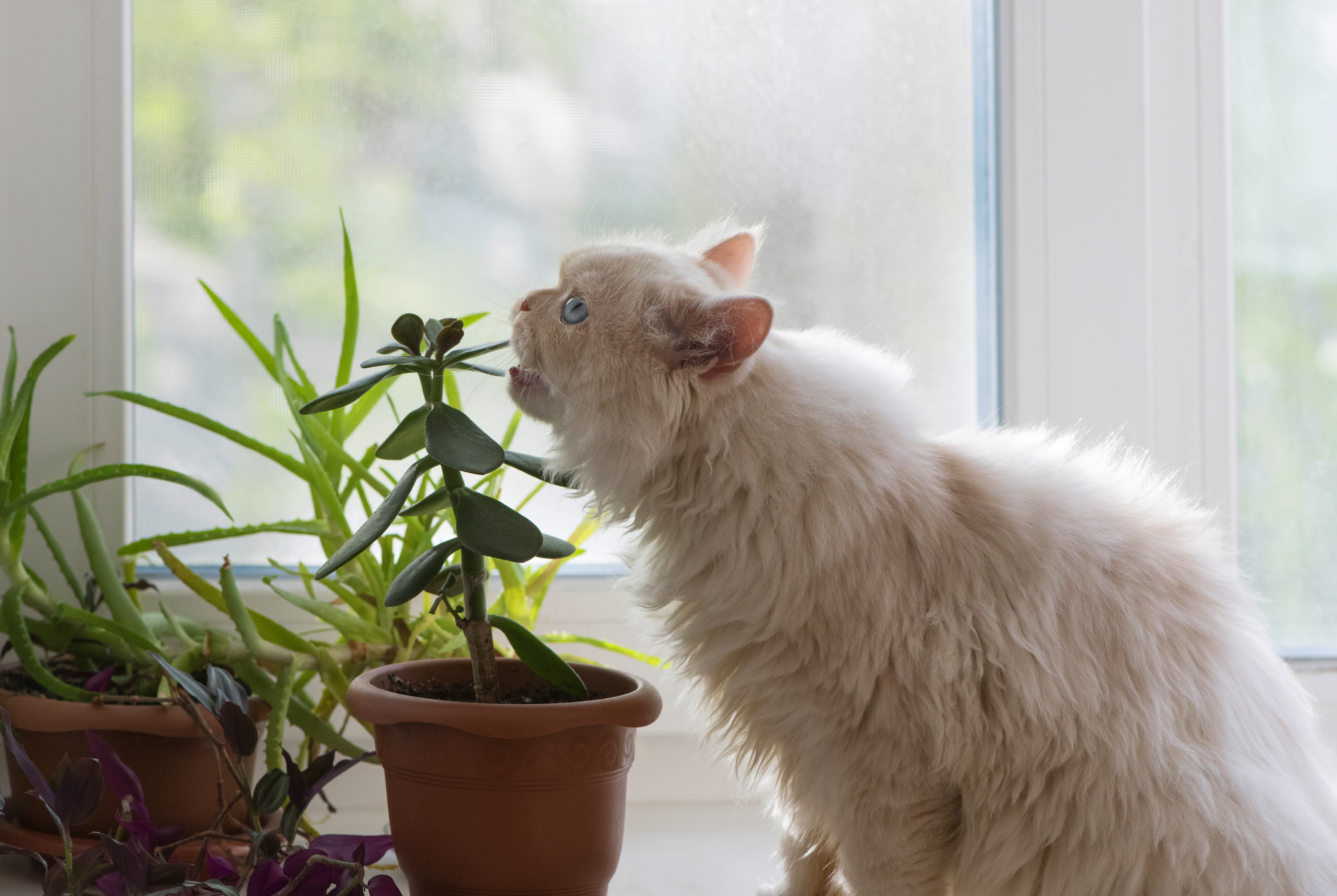 As you decorate for the holiday season, keep pets safe by knowing which  plants and trimmings might be toxic | Vermont Public