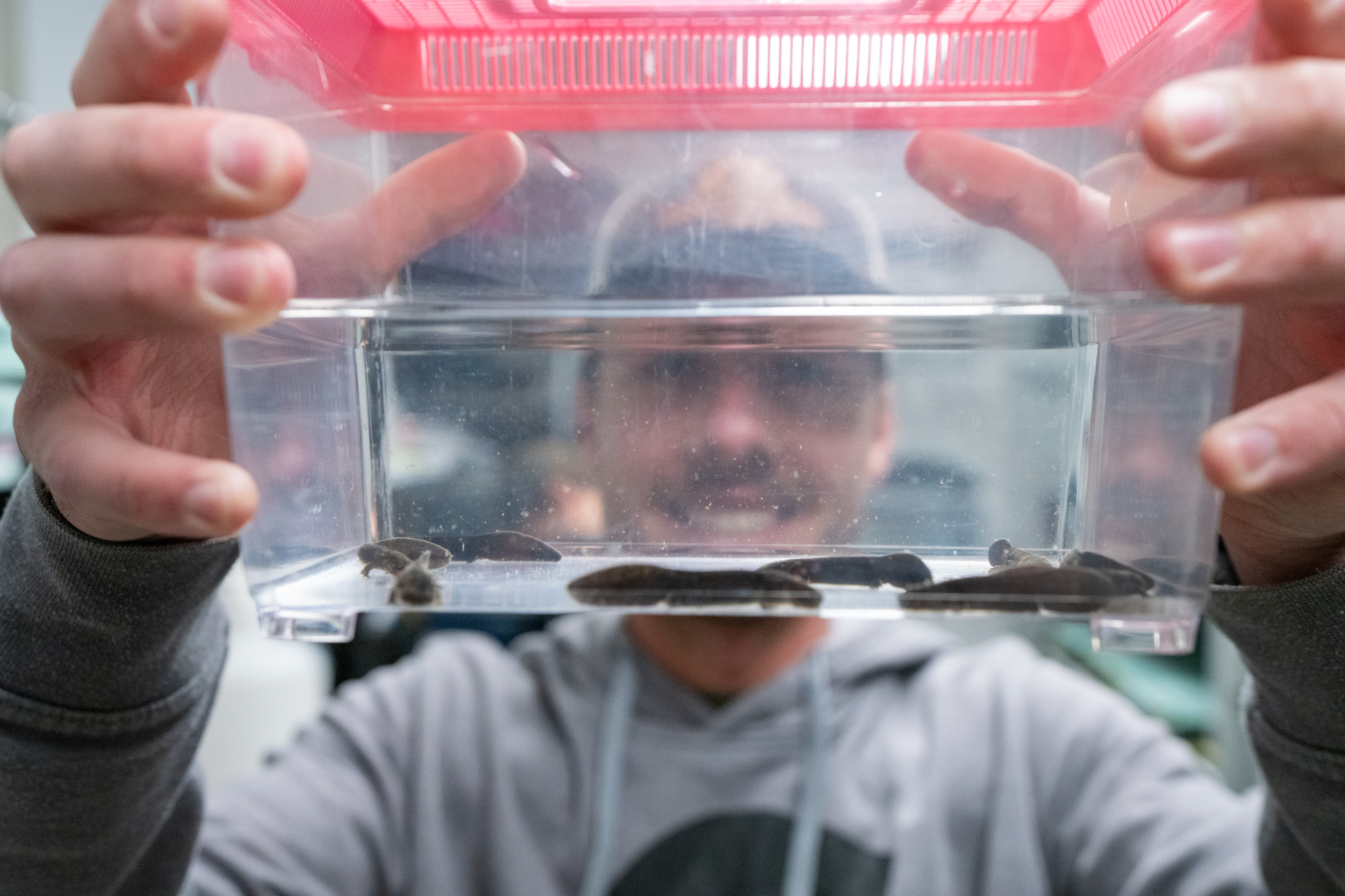 North America's largest salamanders are in trouble. Researchers in