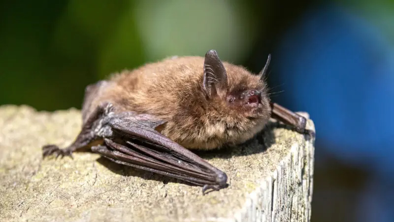 myotis-bat.jpg