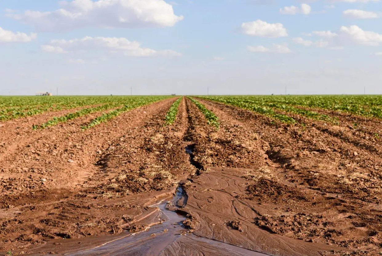West Texas farmers and ranchers fear the worst as drought, heat near 2011 records - Vimarsana News