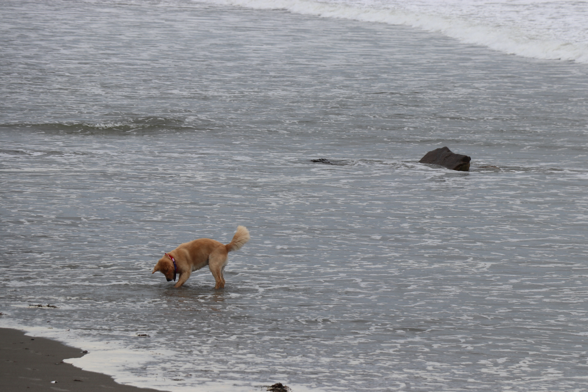 More pets go missing around July 4th. Here’s how to help them.
