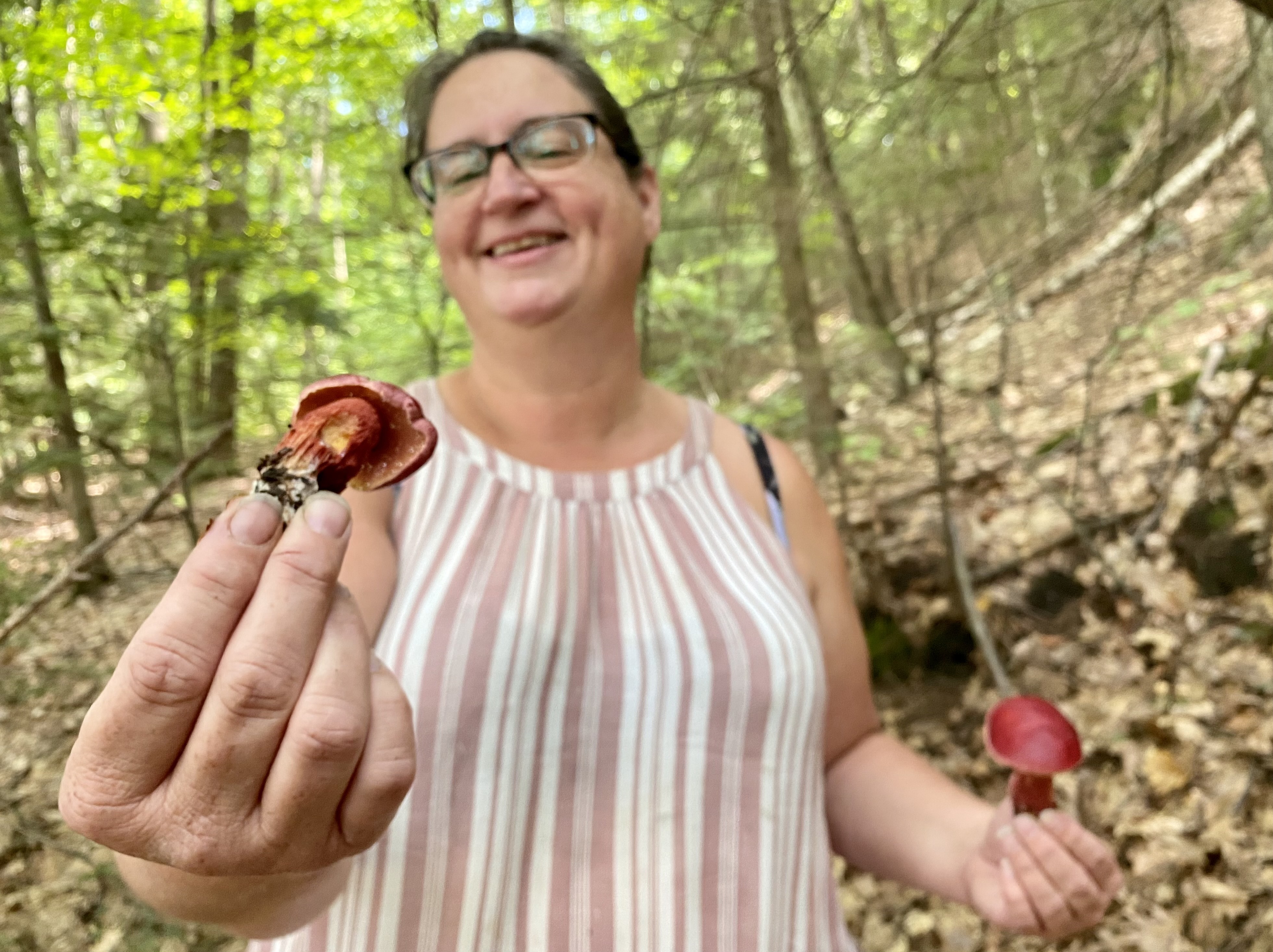 Summer Rains Bring Mushroom Frenzy to New England | New Hampshire