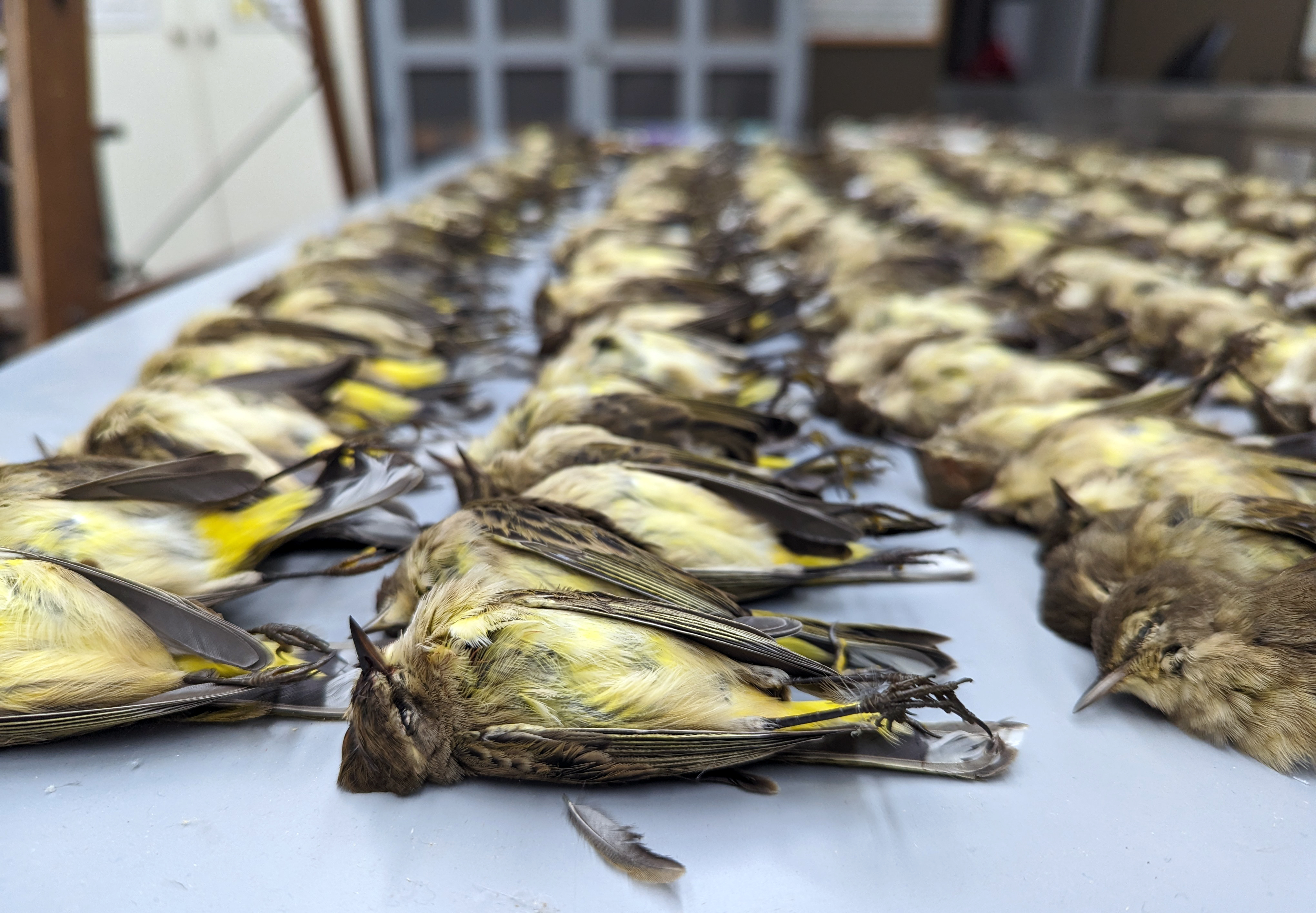 Midwest light pollution kills migrating birds, but scientists know
