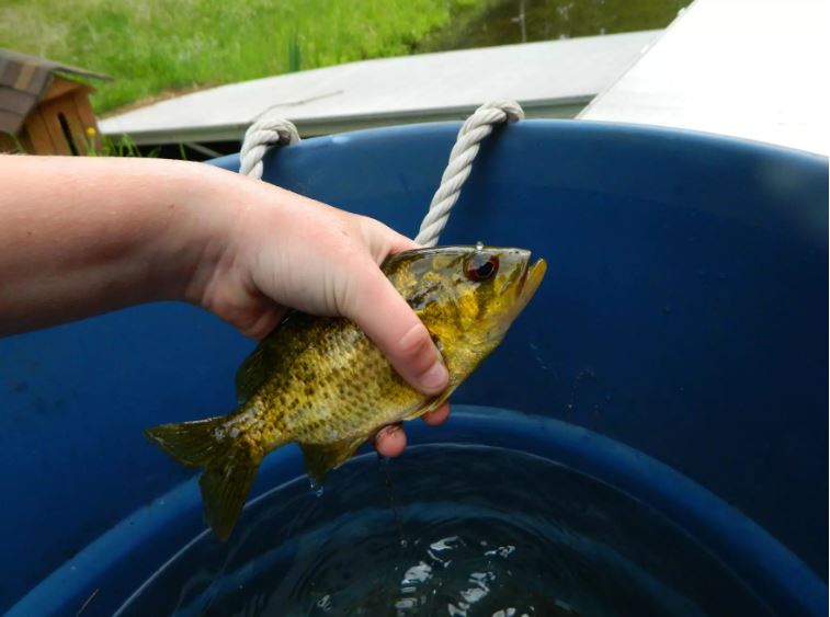 'Forever chemicals' are contaminating Kentucky fish - Vimarsana News