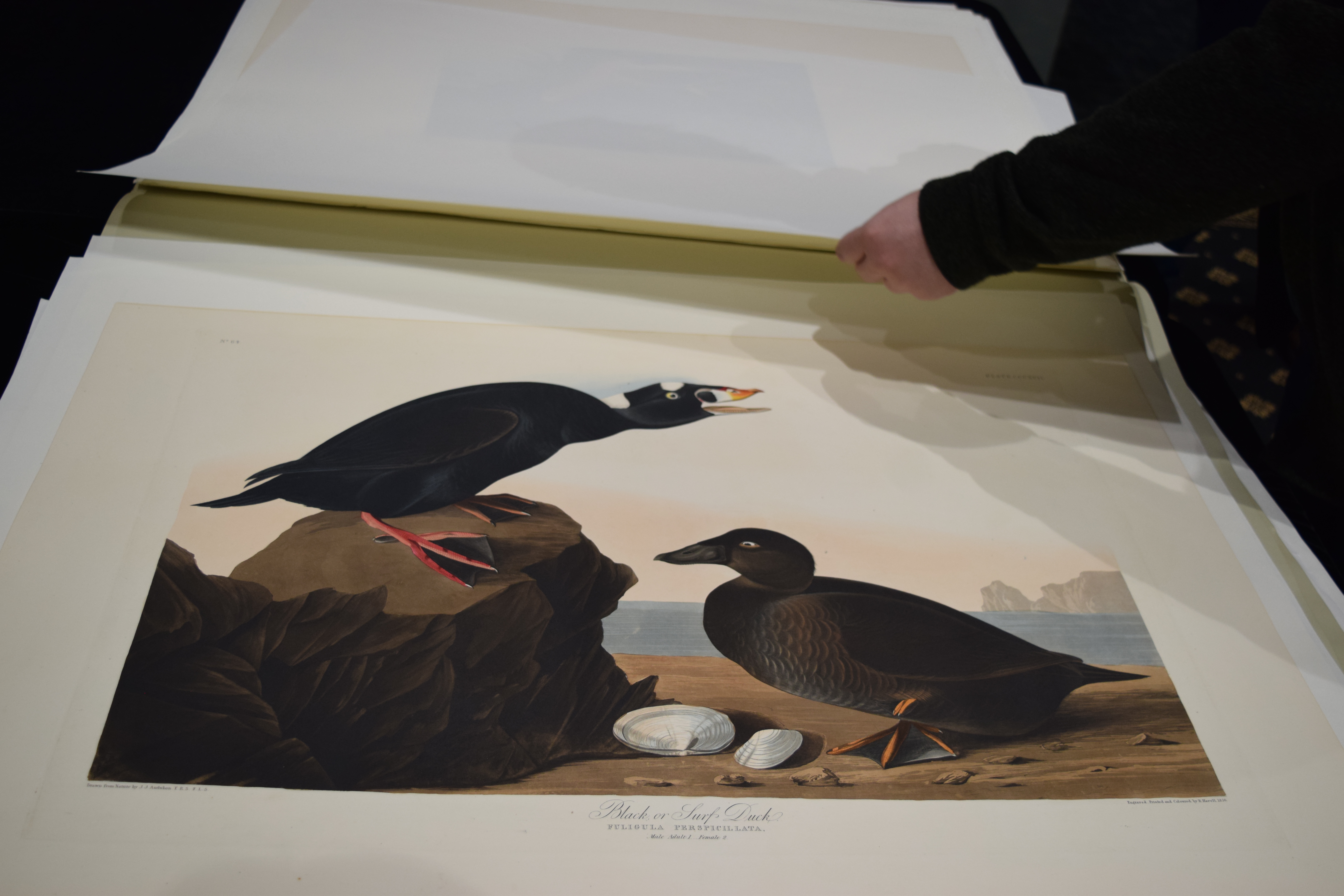Exploring the complete set of Audubon bird prints at Milwaukee's