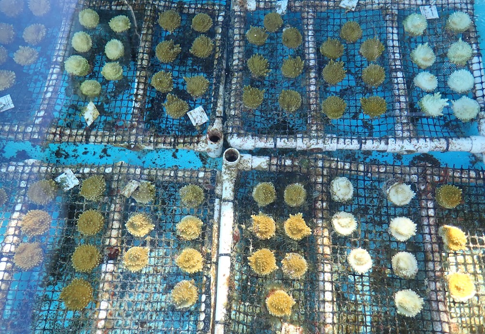 After historic bleaching, hot El Niño threatens Floria coral | WUSF