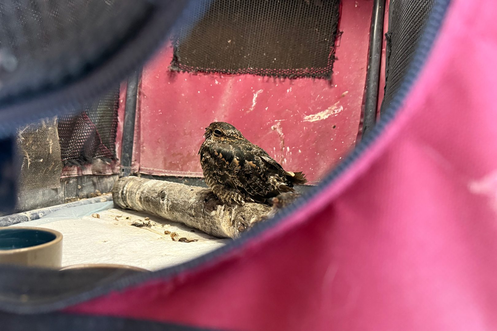 Bird rehab center prepares to spread its wings with Iowa's first wild bird hospital