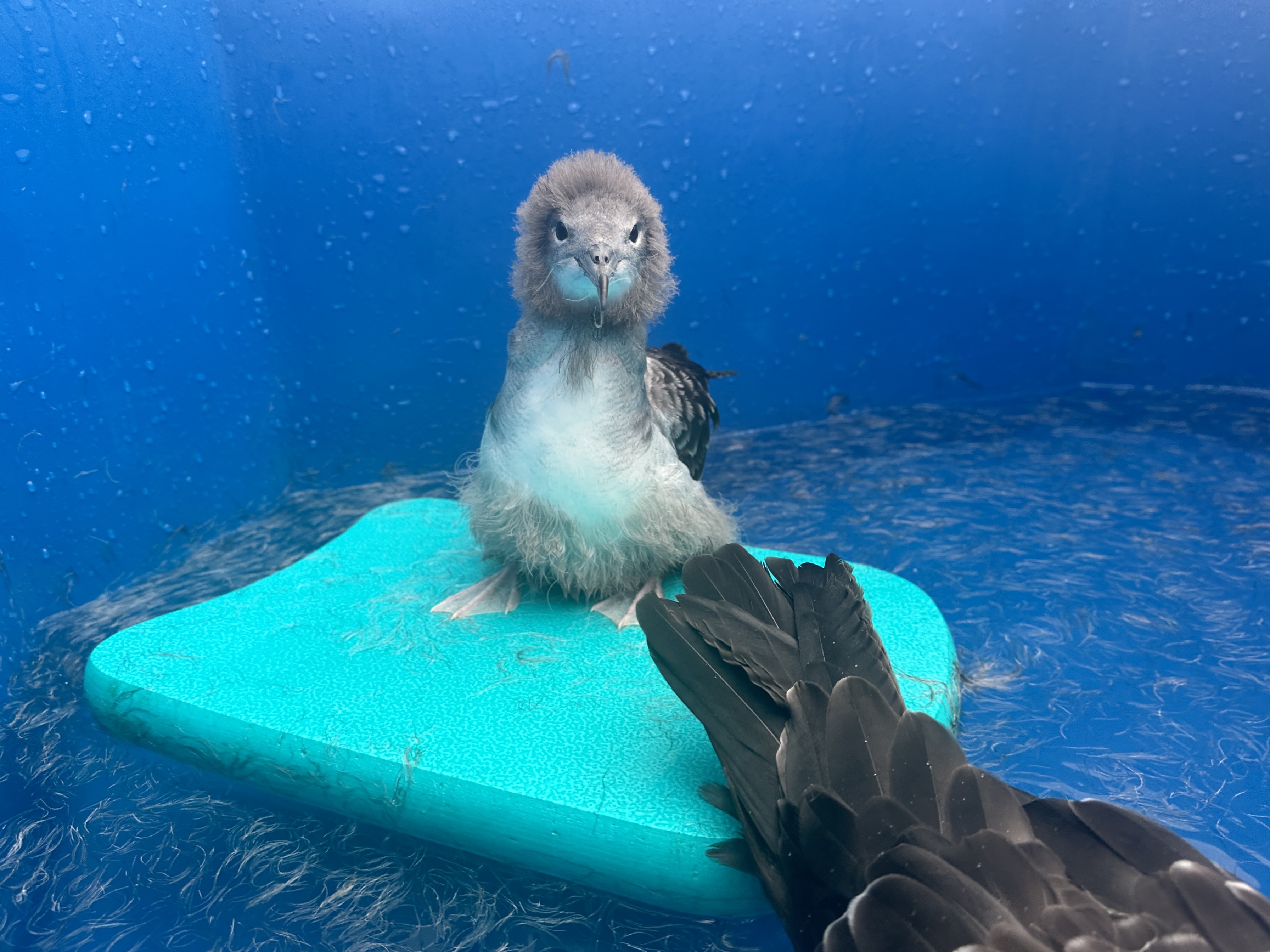 Oʻahu residents urged to look out for fallen shearwater birds