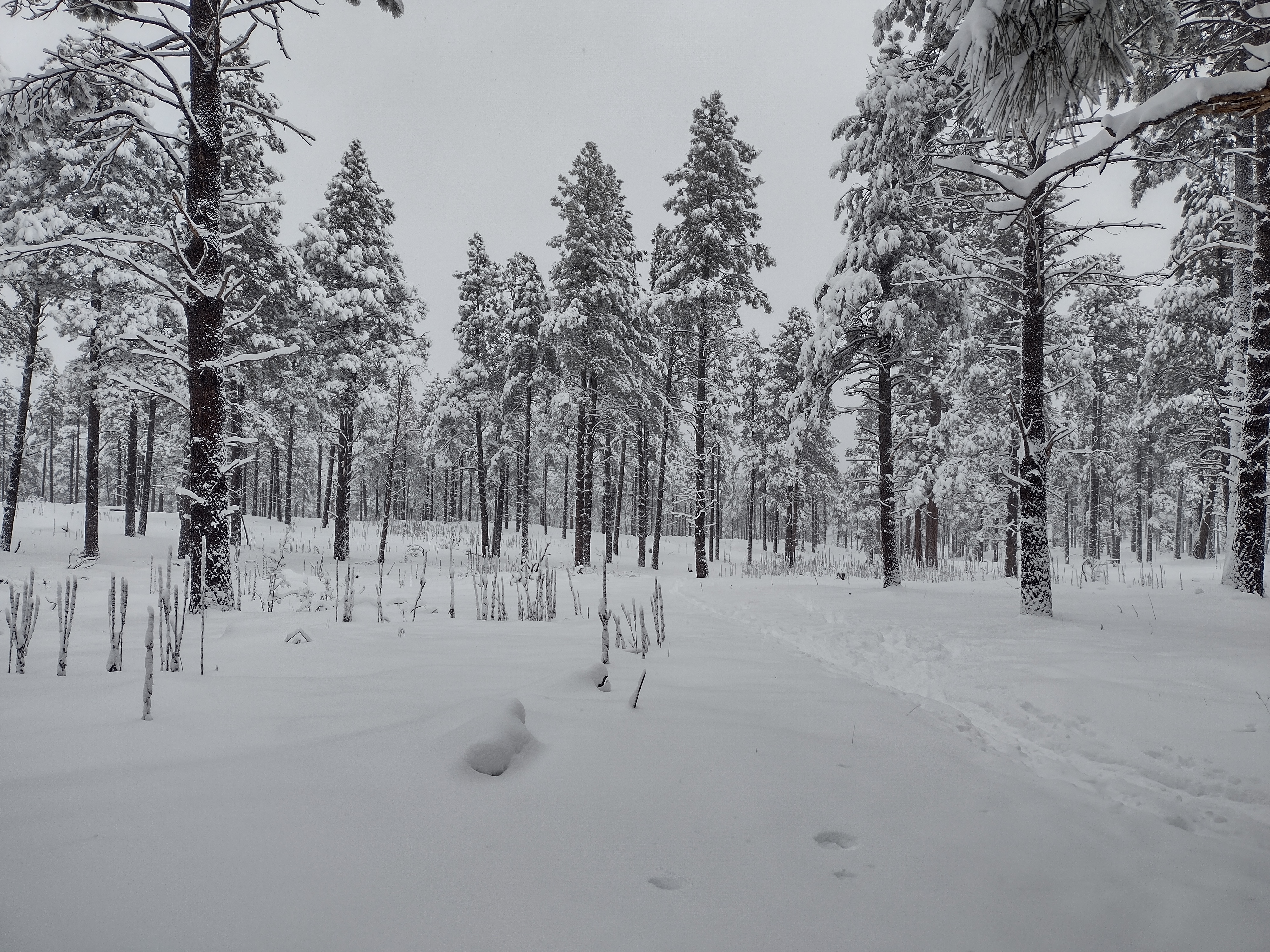 Flagstaff region snowfall about average; what that means for forest health  and water supply