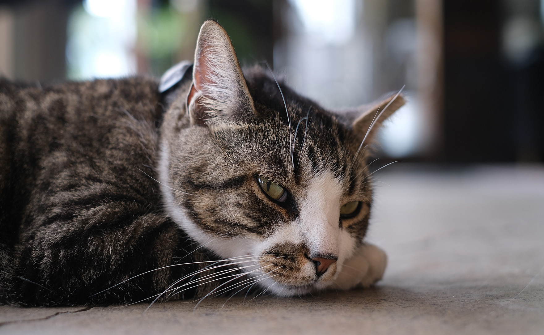Seventh Son Brewing 'Assistant Manager Cat' cancer free thanks to