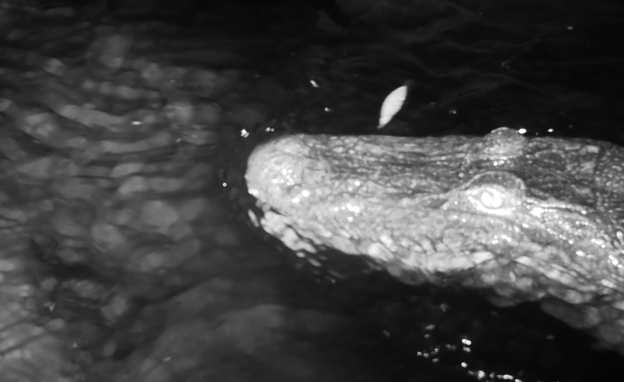 This city's sewer system is full of alligators, but it's not New