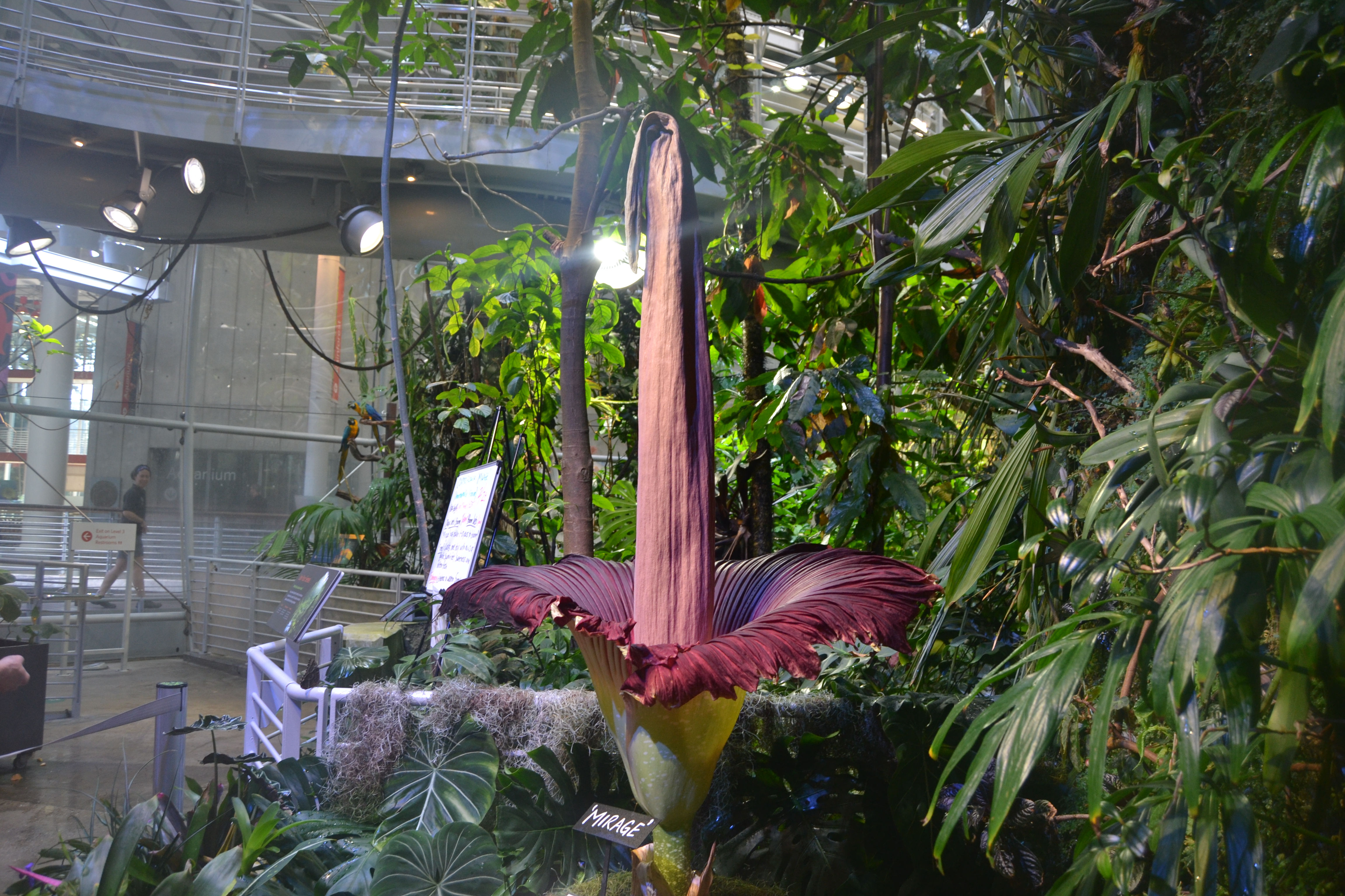 When a San Francisco corpse flower blooms — what happens next? | KALW