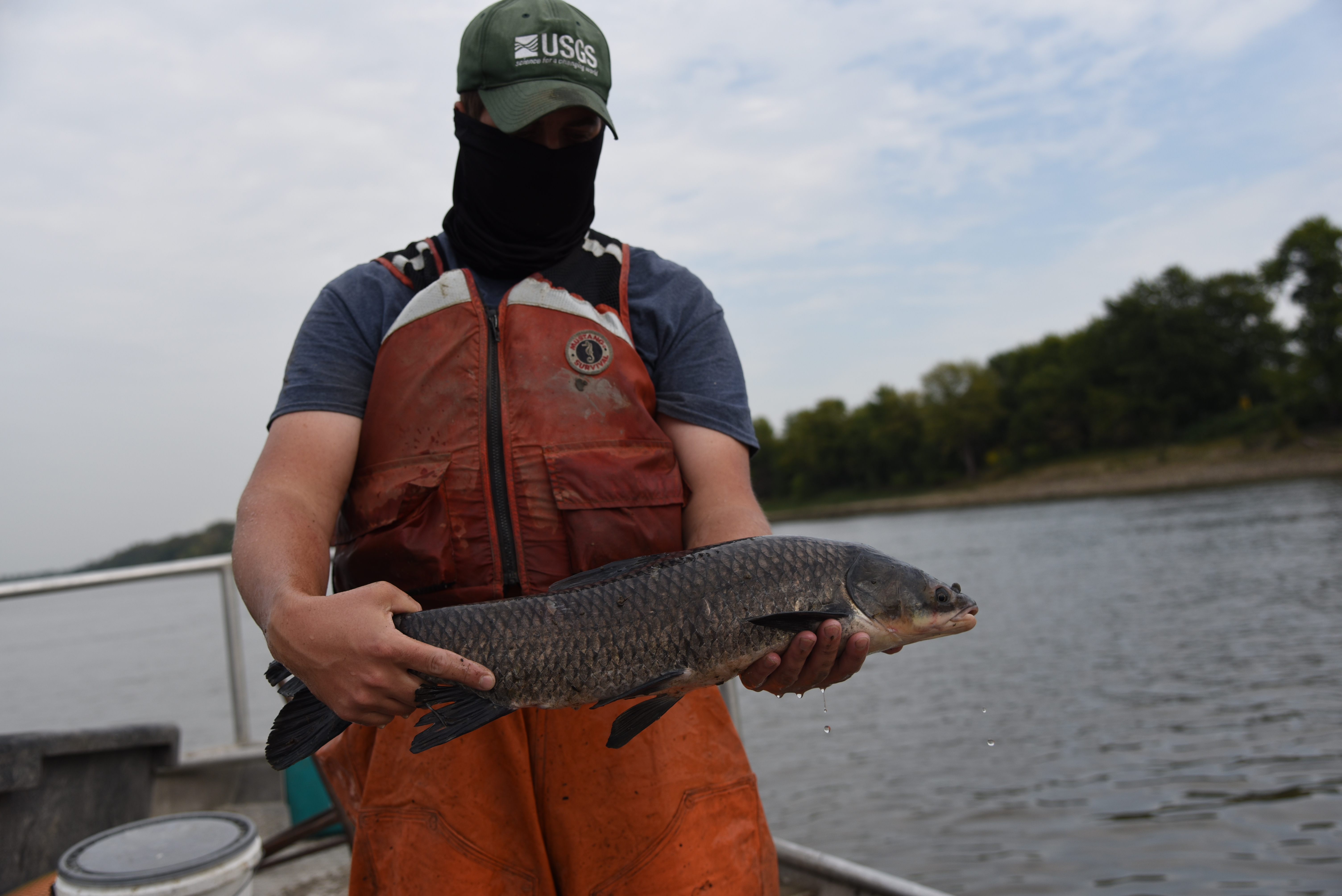 Invasive black carp are now established in parts of the Mississippi River basin - Vimarsana News