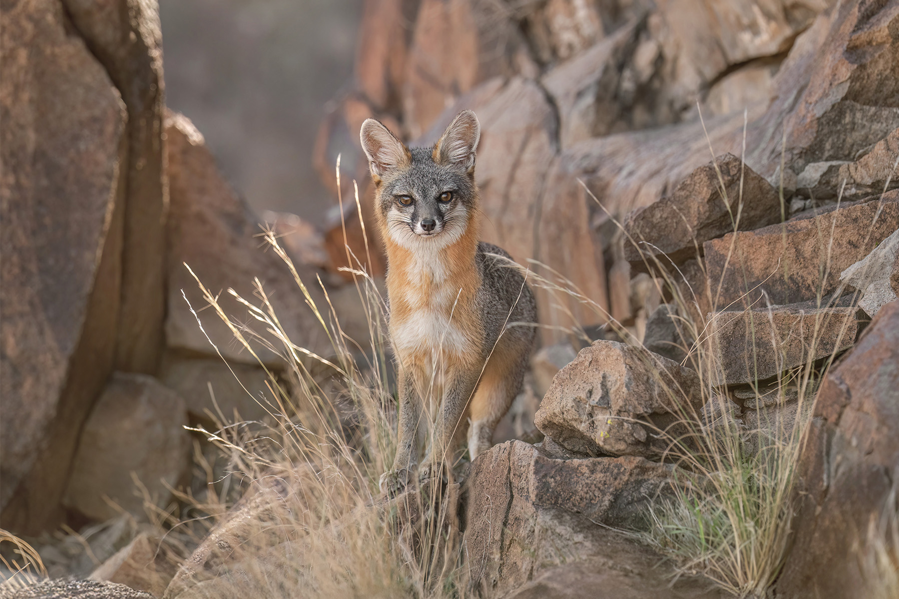 Sunlit Grey fox among rocks and weeds, east Henderson.