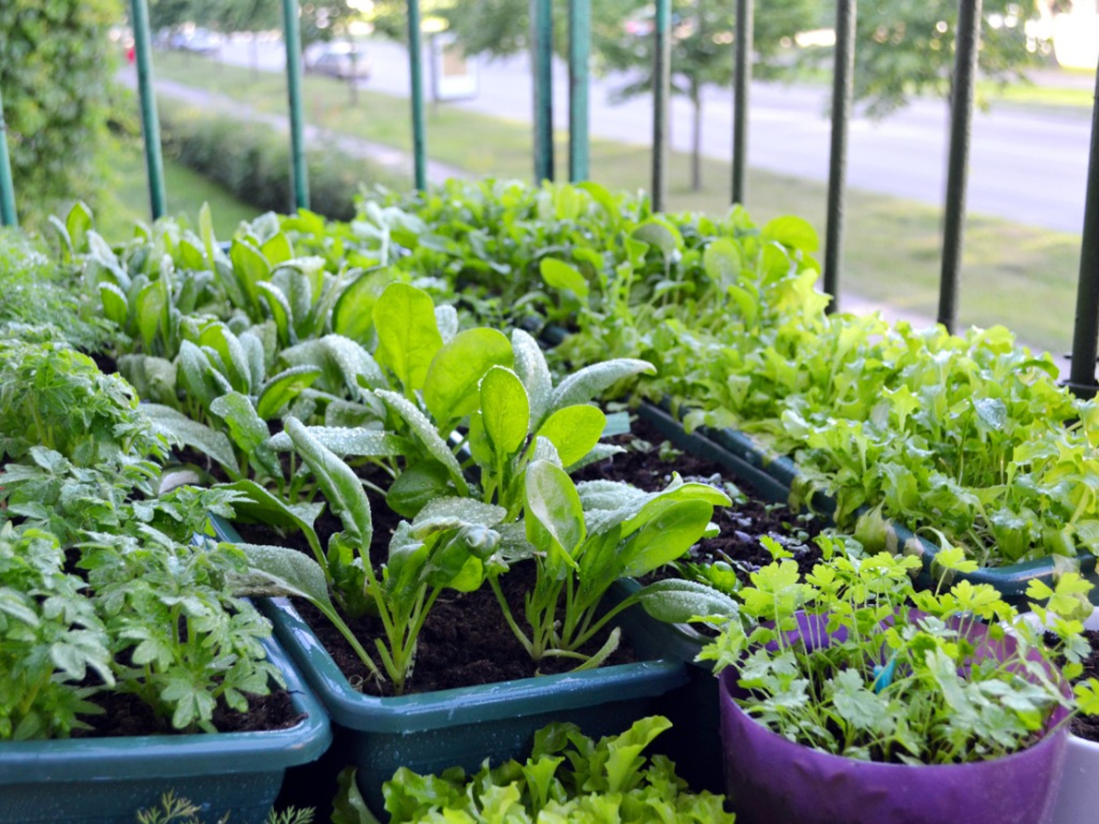 Athens News Matters: Container Gardening - UGA's Laura Ney and Sandy Begani  Tell us How