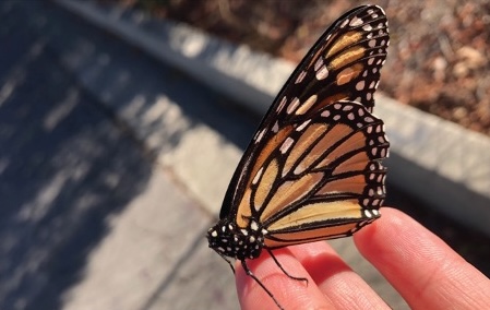 Butterfly Life USA 蝶々　キャンバスF4号 picture1.jpg