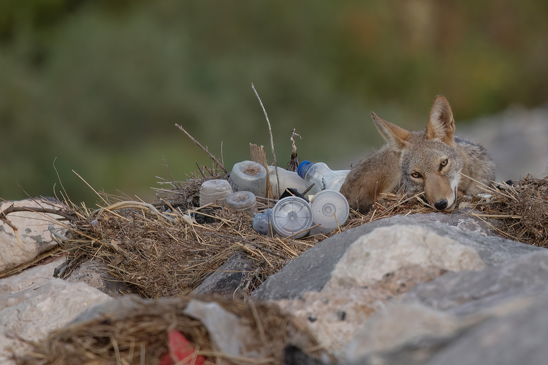 Young coyote sleeping in trash at the Wetlands Park