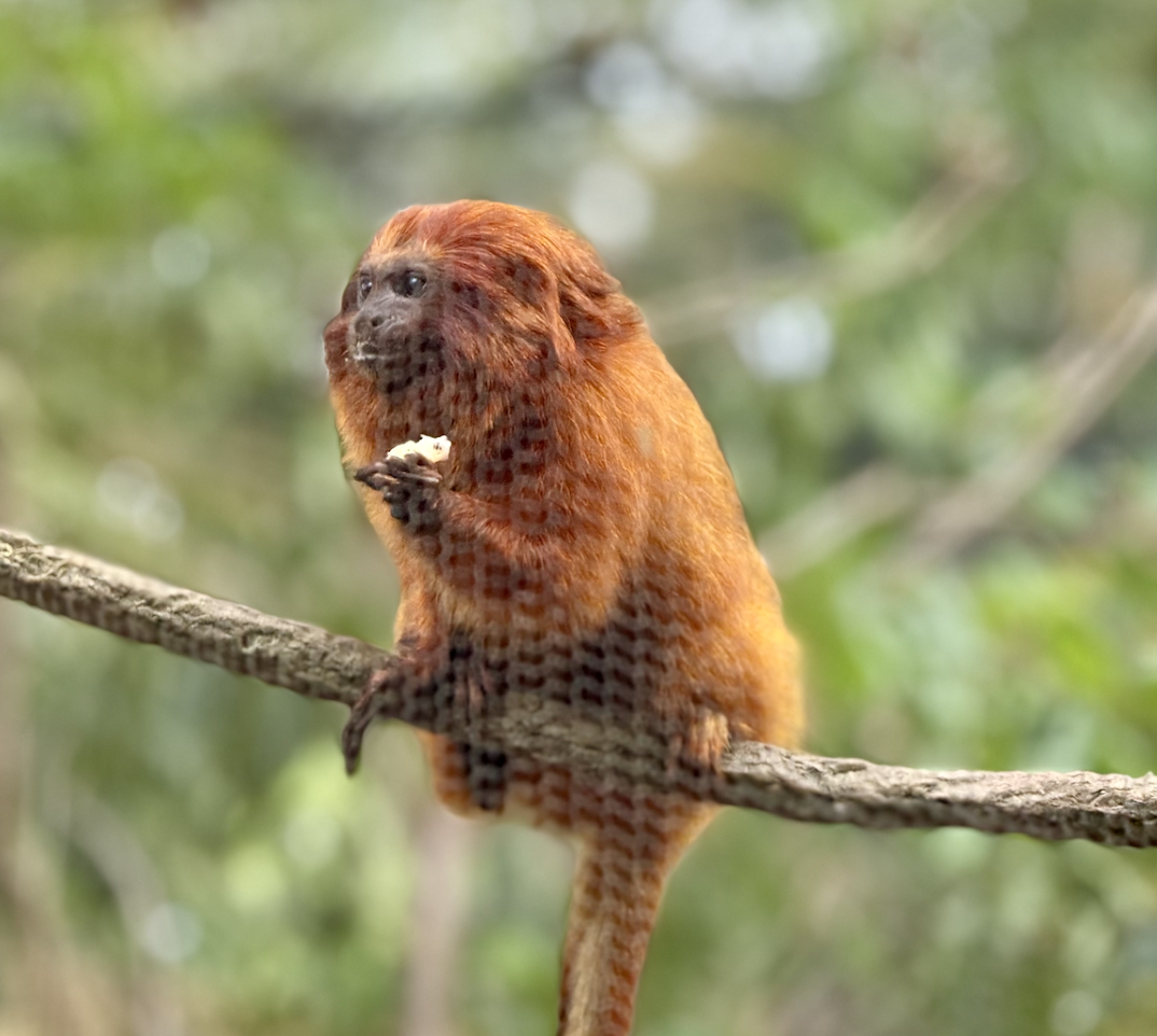 Palm Beach Zoo unveils new habitat for sloths, endangered tamarin