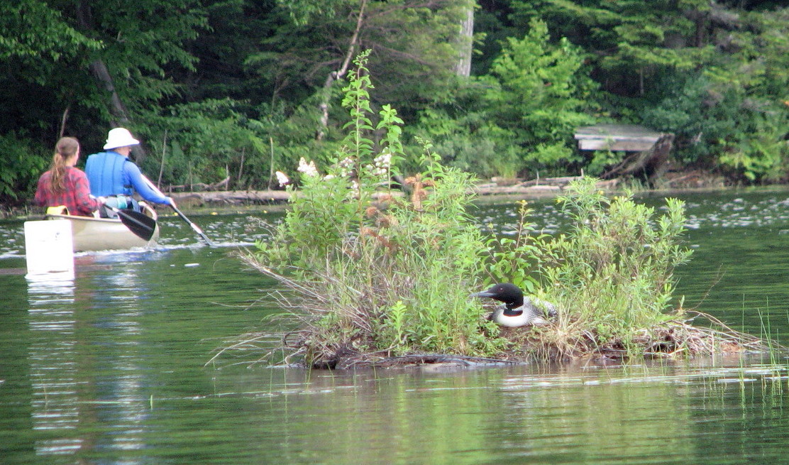 Loons are migrating back to Vermont lakes and ponds after wintering off the coast - Vimarsana News
