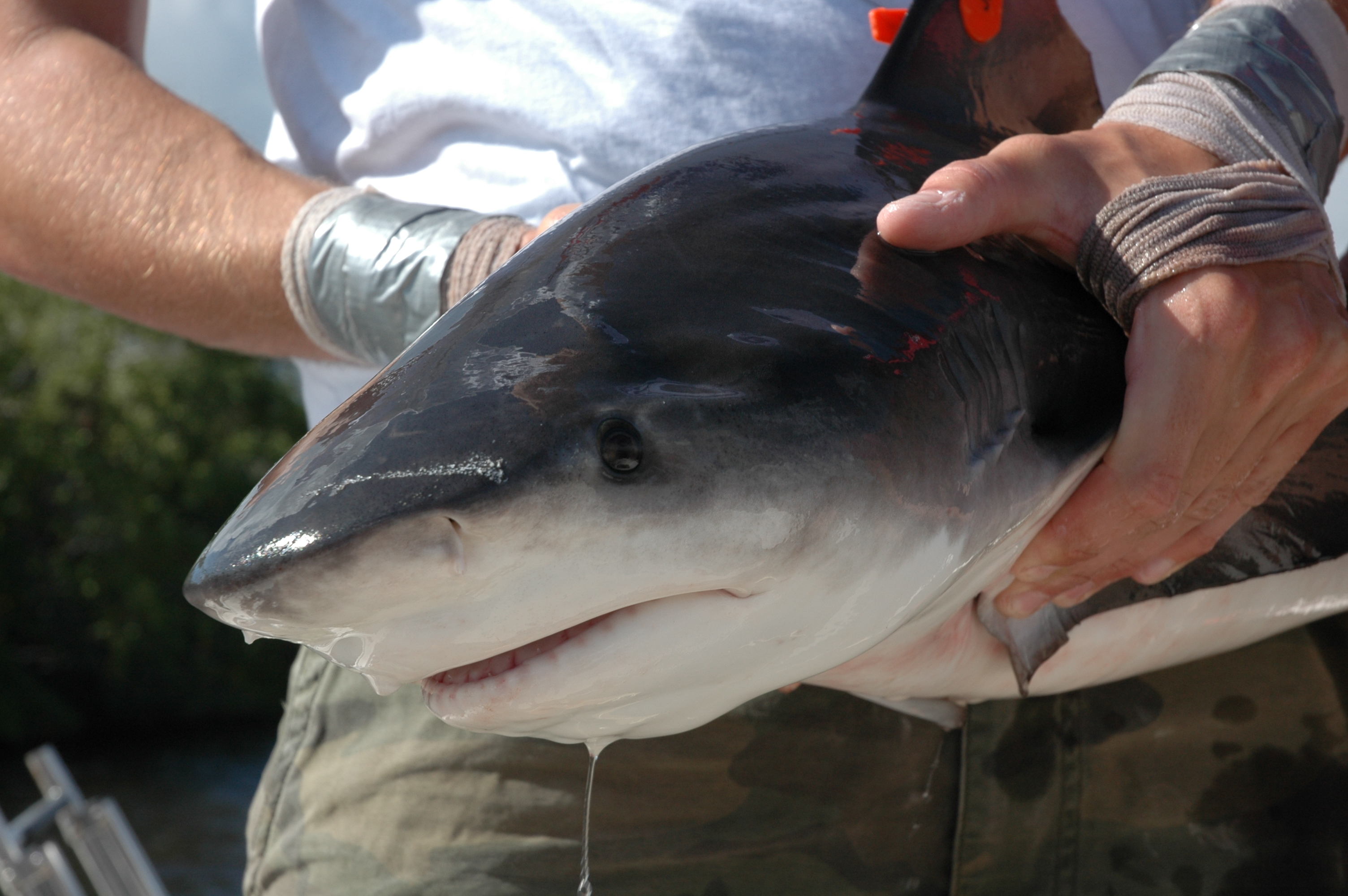 Bull Sharks In Freshwater