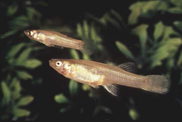 This tiny fish in the San Marcos River is probably extinct. So, what killed it? - Vimarsana News