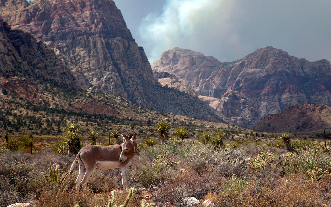 With smoke billowing from a wildfire on Mt. Charleston above the Spring Mountains, a wild burro pauses as it walks through Spring Mountain Ranch State Park, Wednesday, July 10, 2013, near Las Vegas. More than 270 additional firefighters arrived Tuesday to help battle the fire sparked by lightning July 1, bringing to 1,077 the number of people fighting the blaze about 25 miles northwest of downtown Las Vegas. Overall containment dropped from 15 percent to 10 percent as erratic gusts of wind pushed flames up canyons, down the mountain and across state Route 157. (AP Photo/Julie Jacobson)