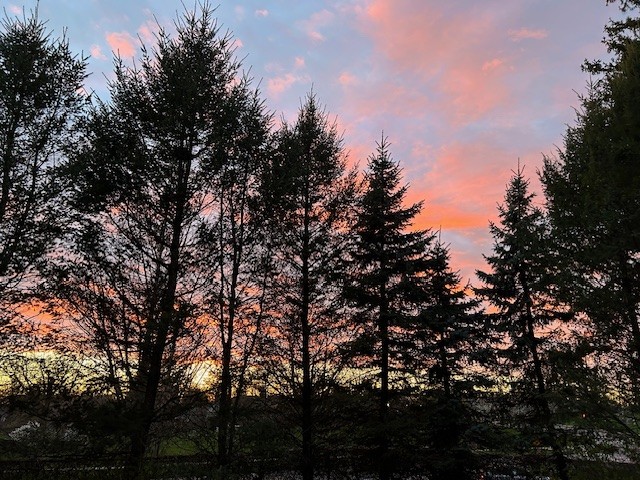 Stadtbild von New York mit Sonnenuntergang hinter Bäumen