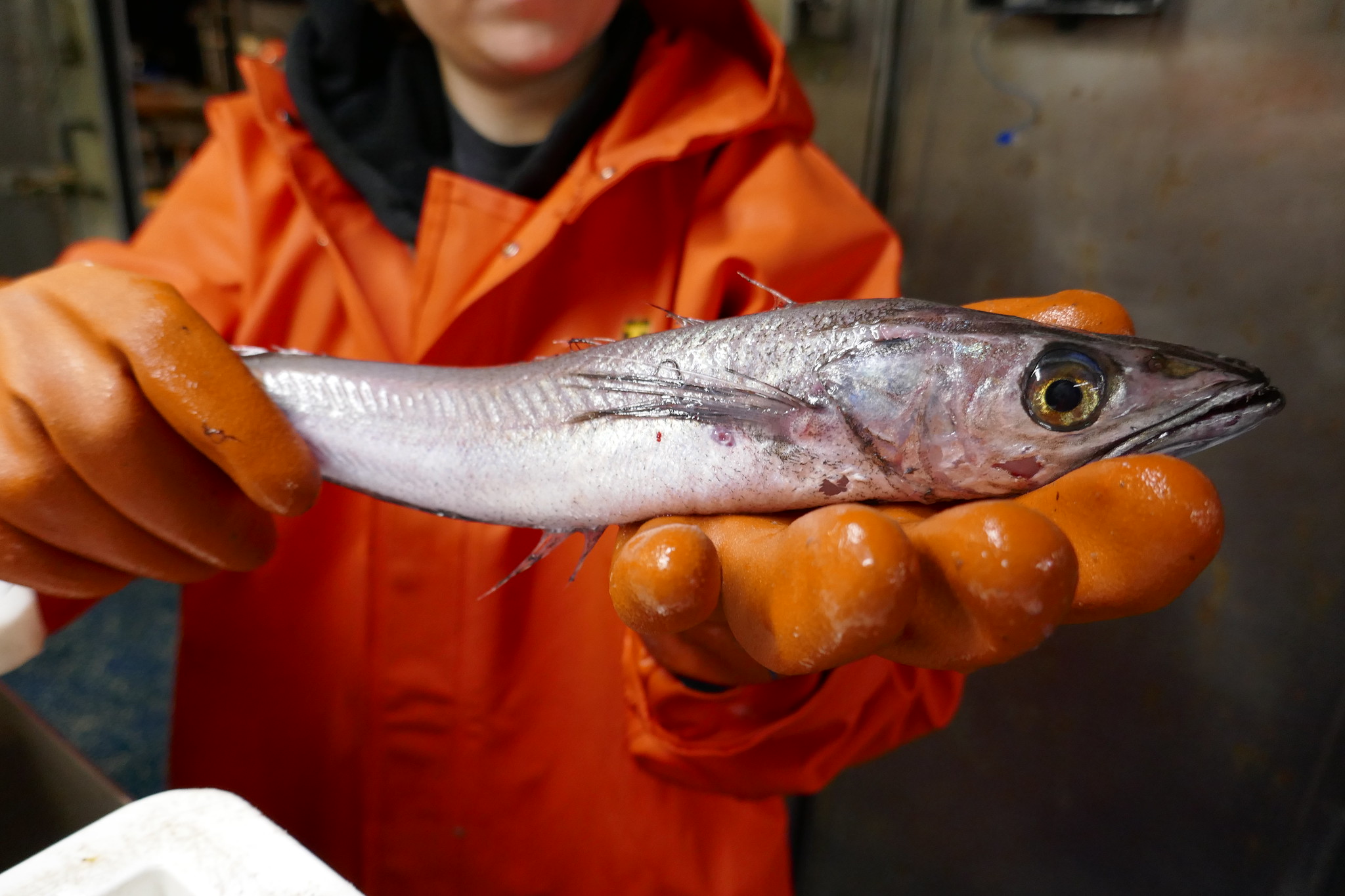 Oregon's seafood industry feels economic hit from Russia's continued war against Ukraine - Vimarsana News