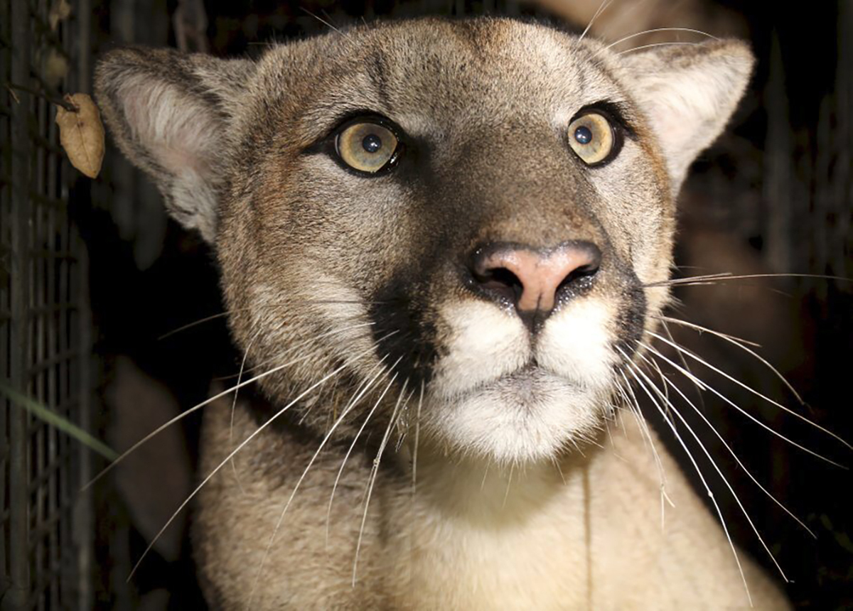 How Big Is A Catamount