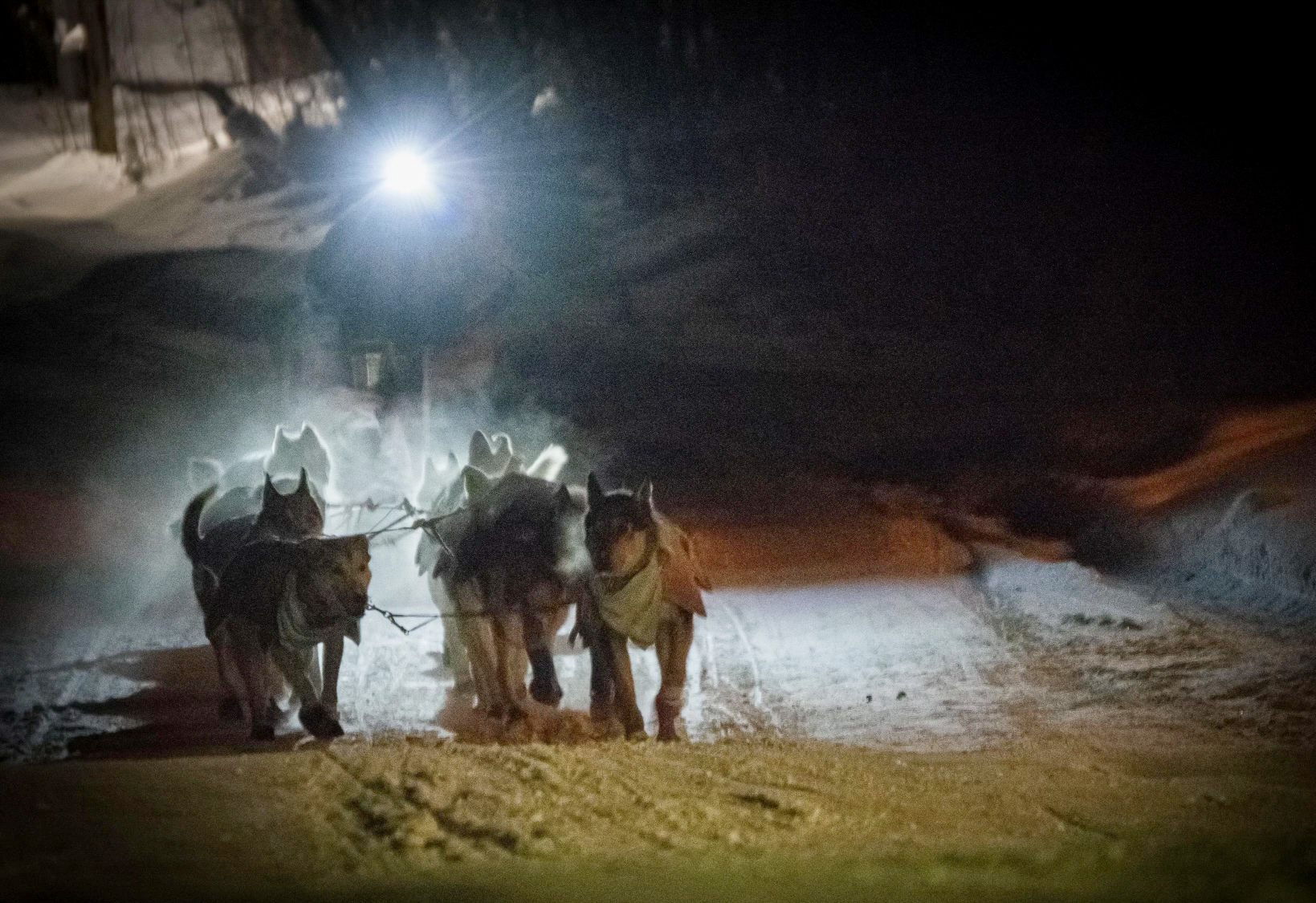 With a commanding lead, Josi Shelley nears finish of Yukon Quest 750
