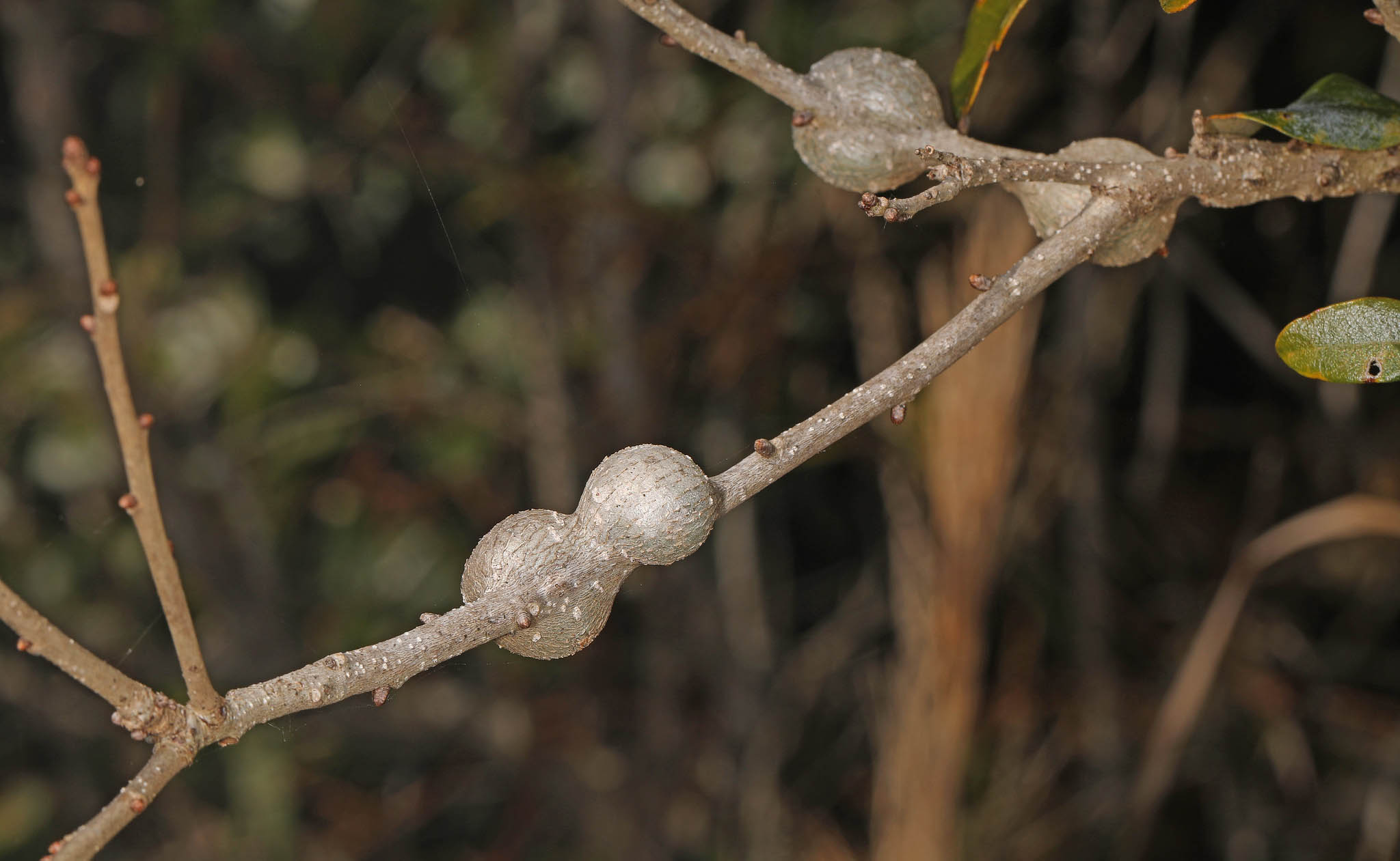 Oak leaf gall | South Carolina Public Radio