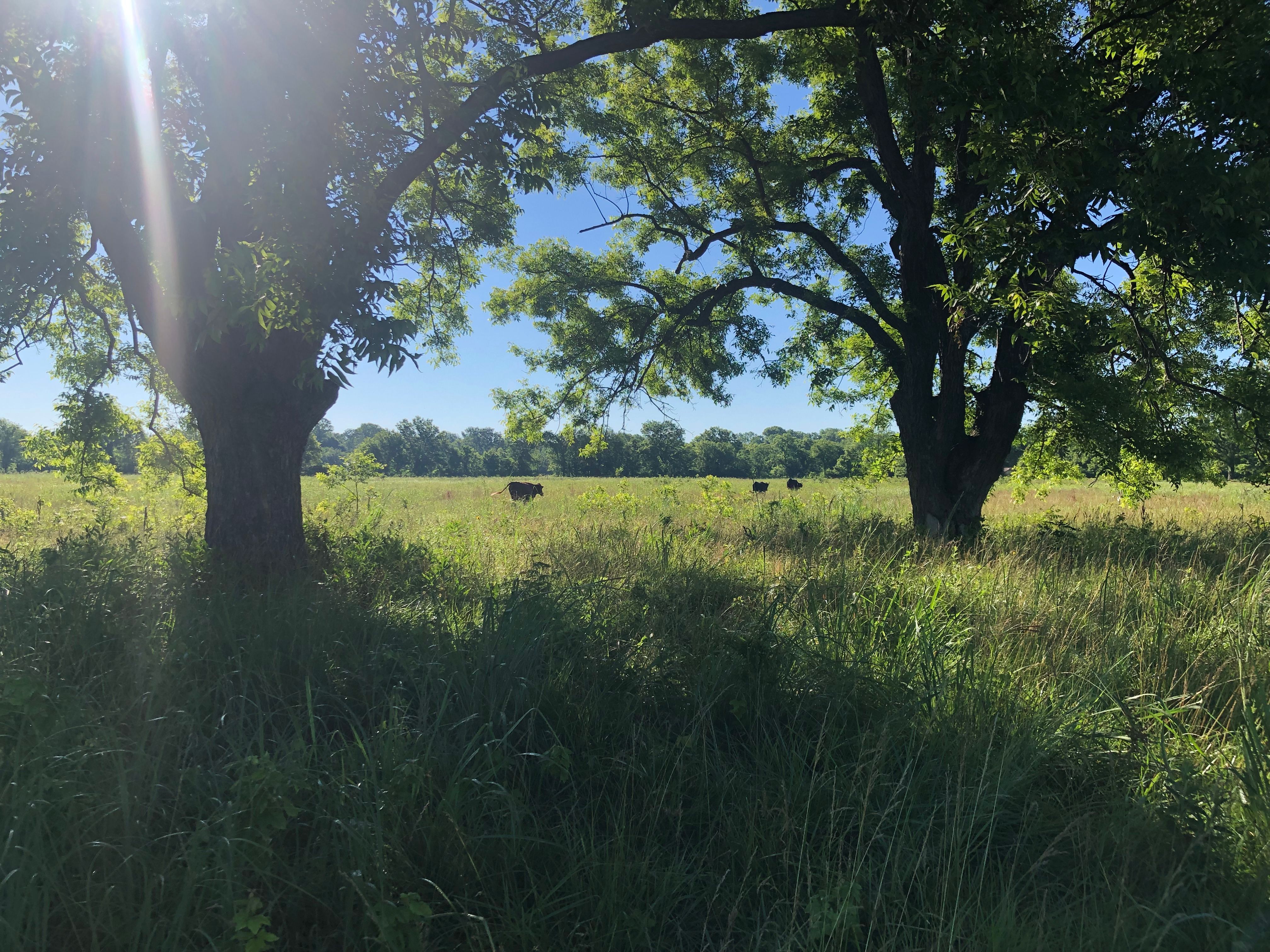 Birds and beef: Audubon Society forges unique partnership with ranchers to conserve grasslands - Vimarsana News
